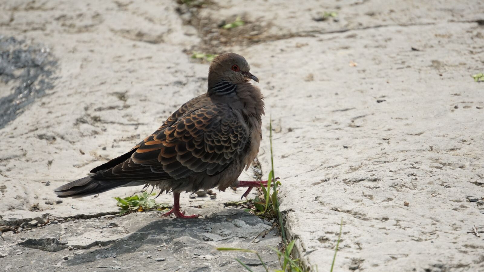 Sony a6000 sample photo. Pigeon, wild dove, park photography