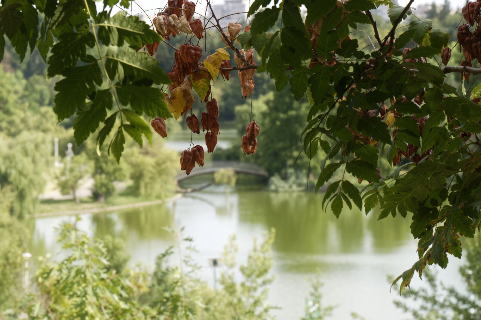 Nikon D5300 sample photo. Landscape, nature, park photography