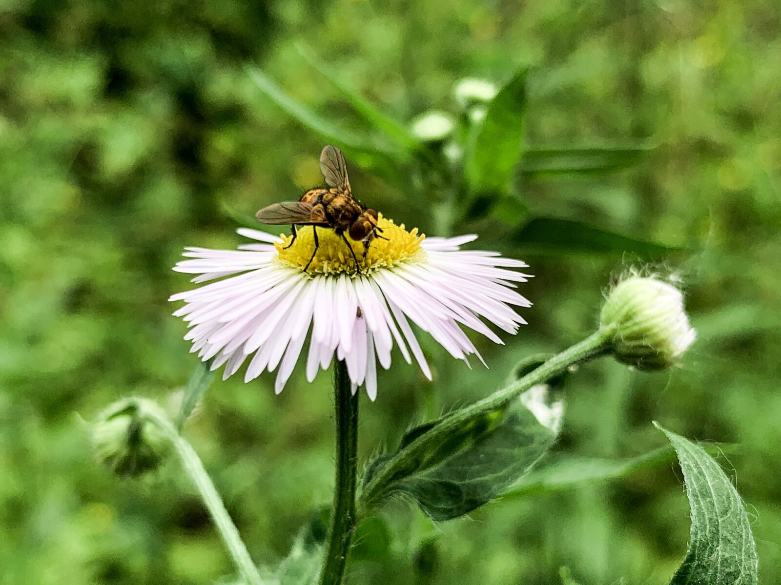 iPhone XS Max back dual camera 4.25mm f/1.8 sample photo. Kiev, ukraine, nature photography