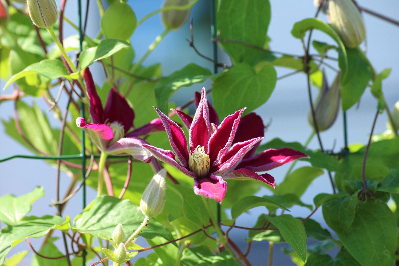 Canon EOS 1200D (EOS Rebel T5 / EOS Kiss X70 / EOS Hi) sample photo. Clematis, boost, creeper photography