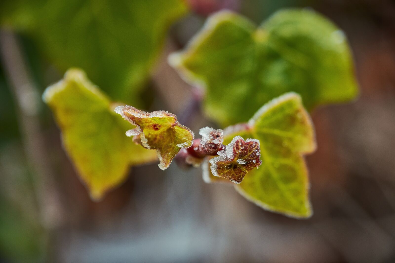 Nikon D7200 sample photo. Buds ice cream, garden photography