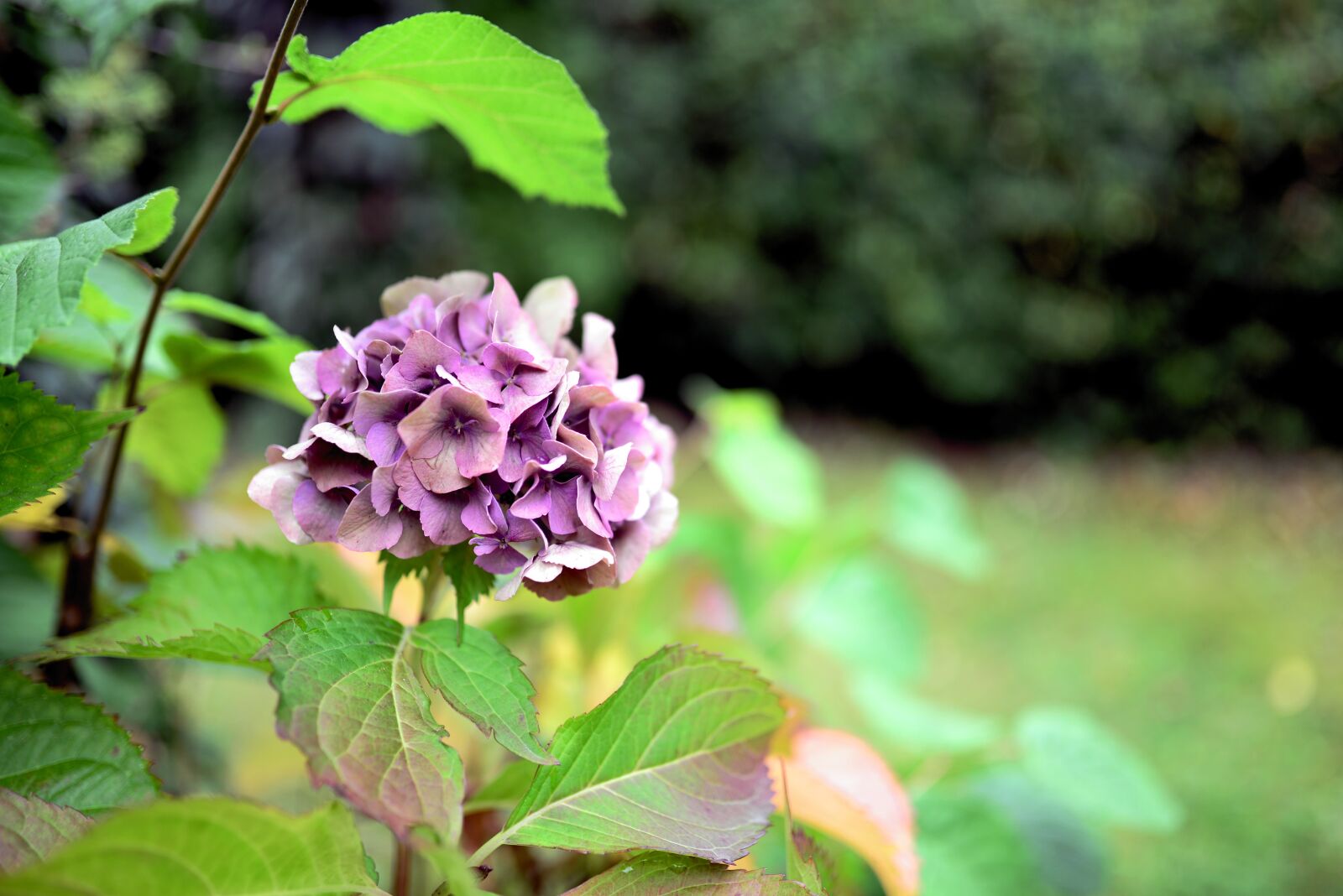 Nikon D610 sample photo. Hydrangea, garden, nature photography
