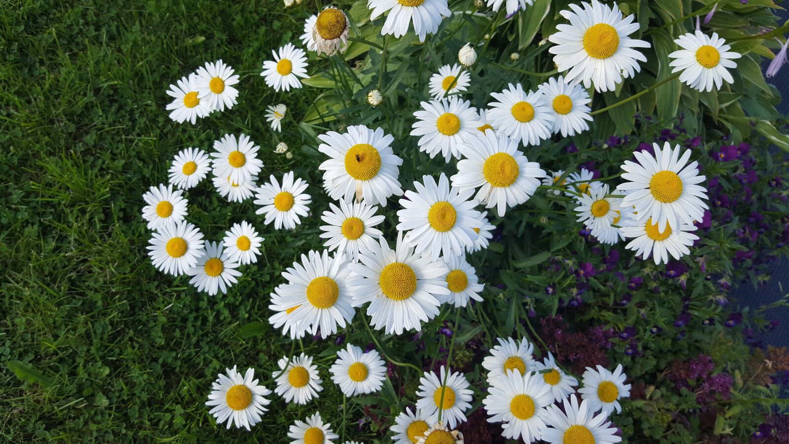 Samsung GALAXY S6 edge sample photo. Flower, chamomile, flowers photography