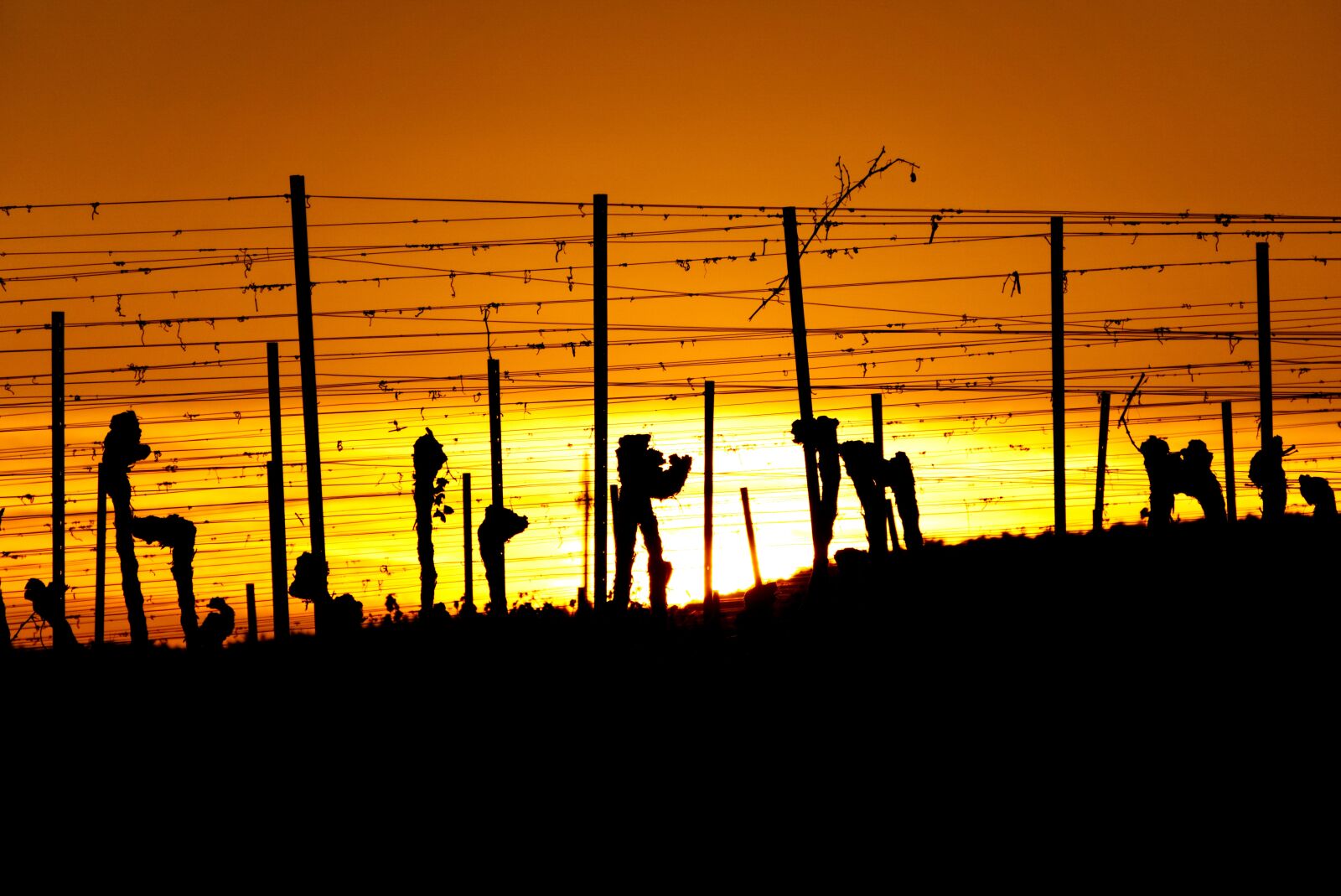 Sony a6000 sample photo. Vineyards, sun, sunset photography