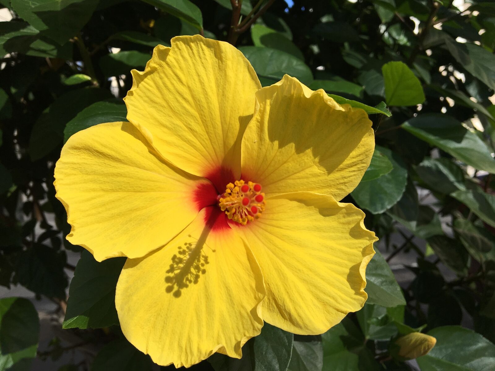 Apple iPhone 6s sample photo. Hibiscus, yellow, flower photography