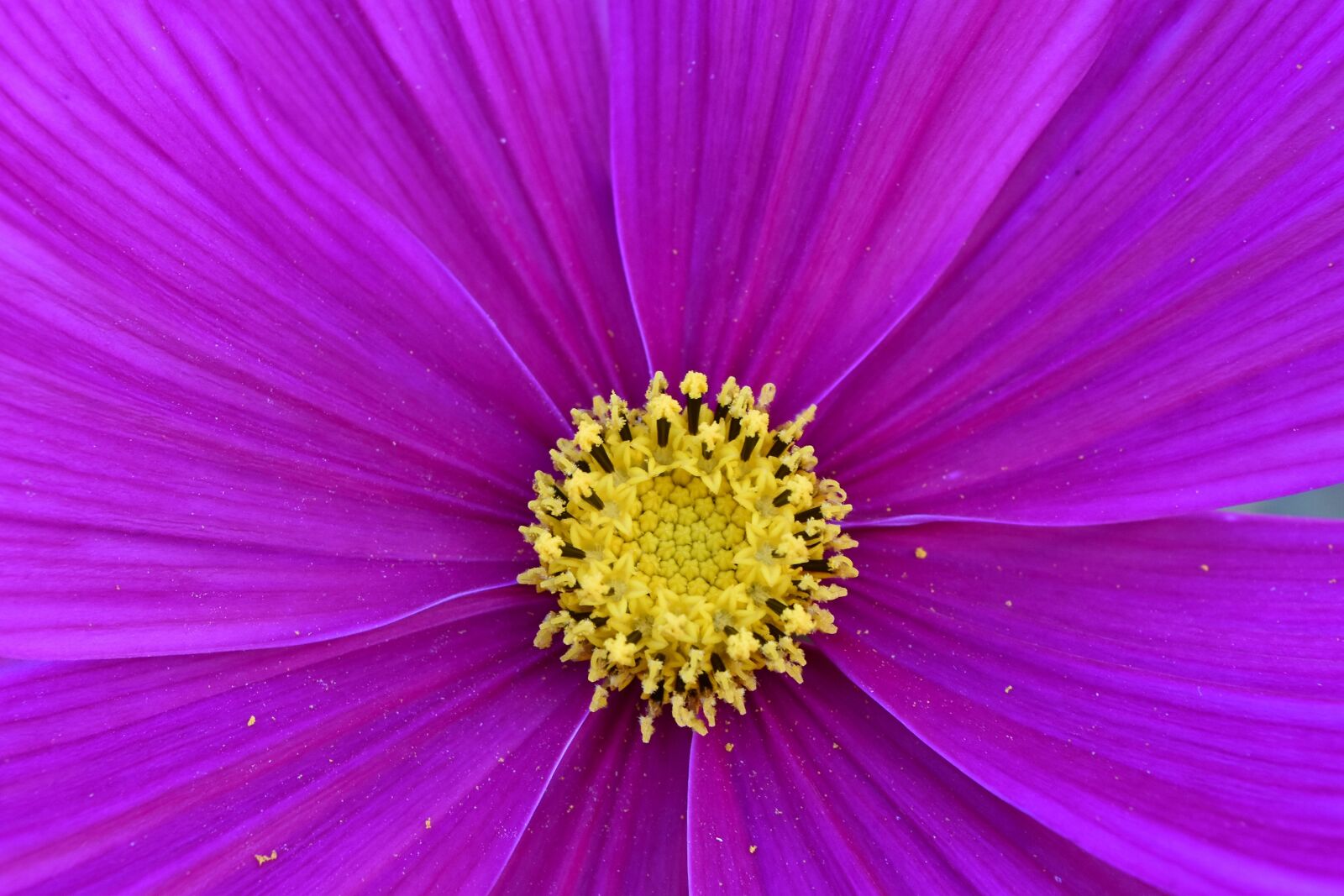 Nikon D5500 sample photo. Macro, plant, nature, flower photography