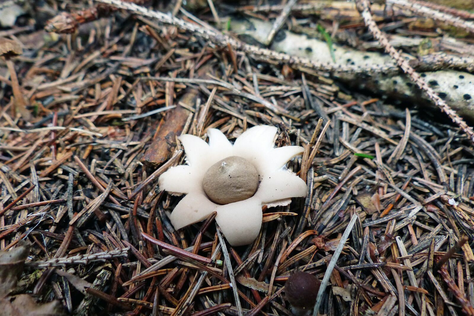 Panasonic Lumix DMC-FZ200 sample photo. Mushroom, plant, nature photography
