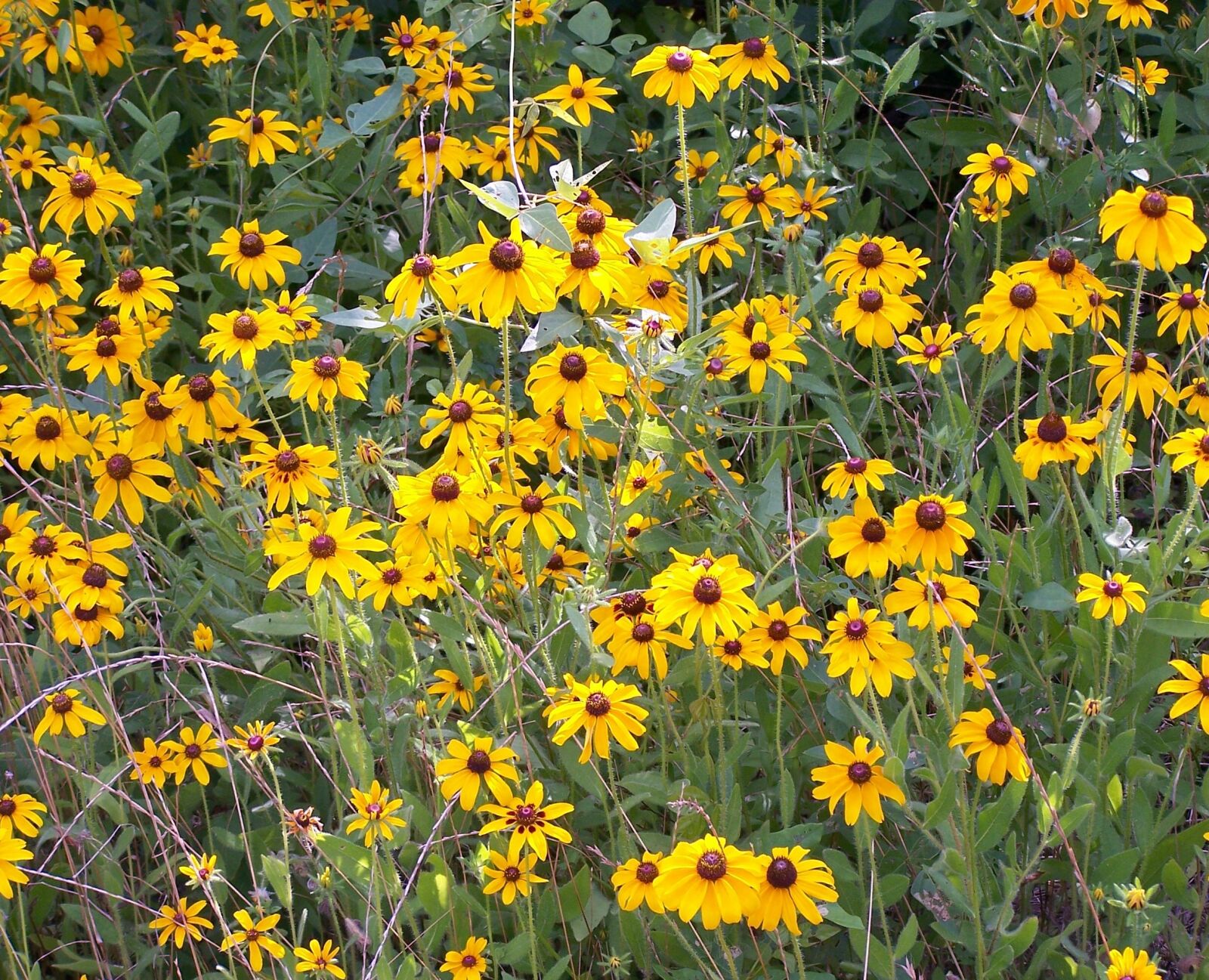 Kodak Z650 ZOOM DIGITAL CAMERA sample photo. Flowers, yellow, sunflowers photography