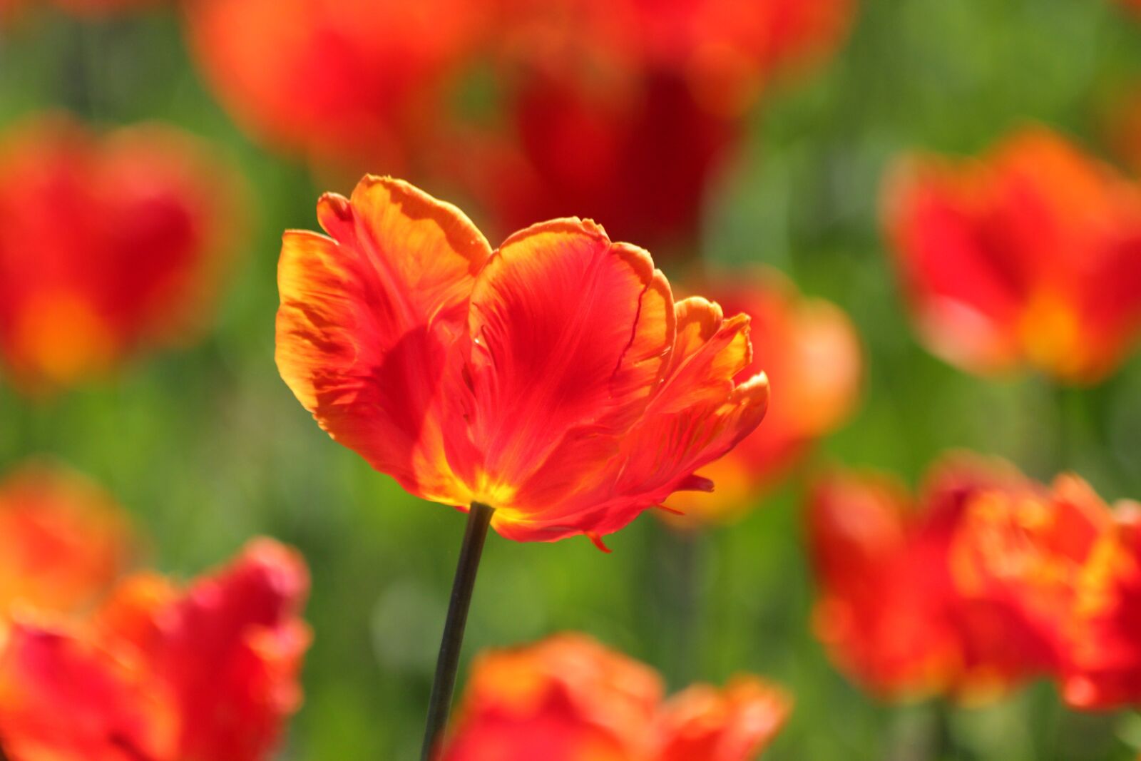 Canon EOS 650D (EOS Rebel T4i / EOS Kiss X6i) sample photo. Tulip, red tulip, scarlet photography