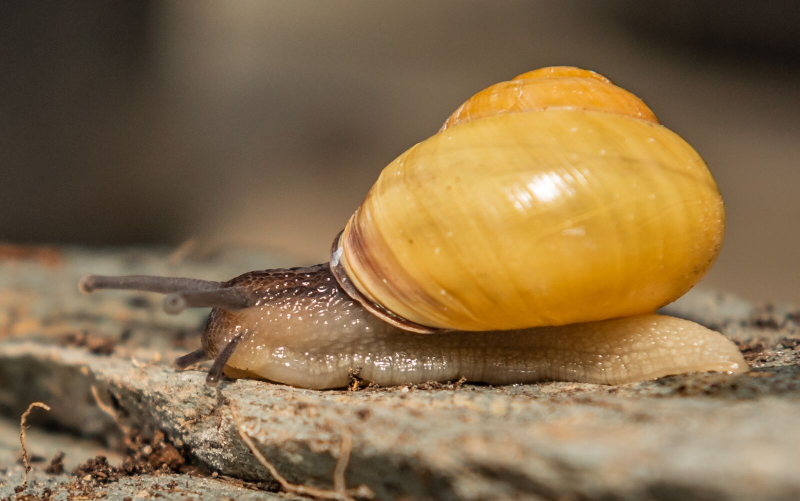 Nikon D750 sample photo. Snails, shell, mollusk photography