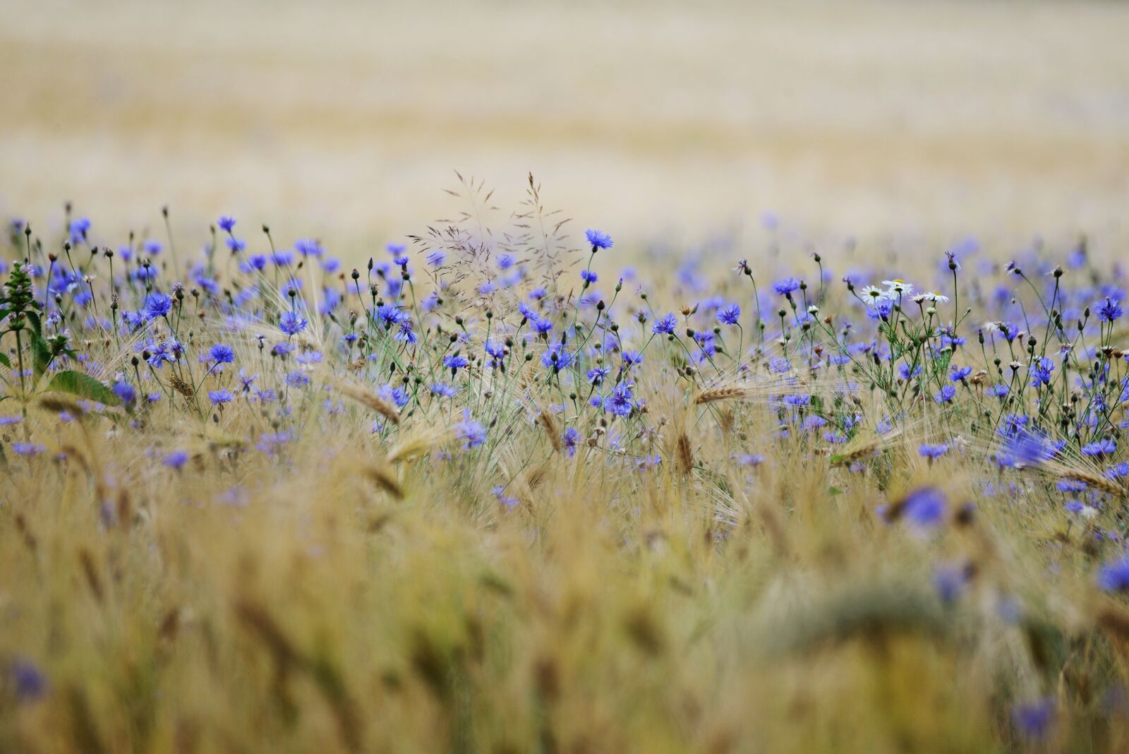 Nikon D610 sample photo. Cereals, cornflowers, cornfield photography