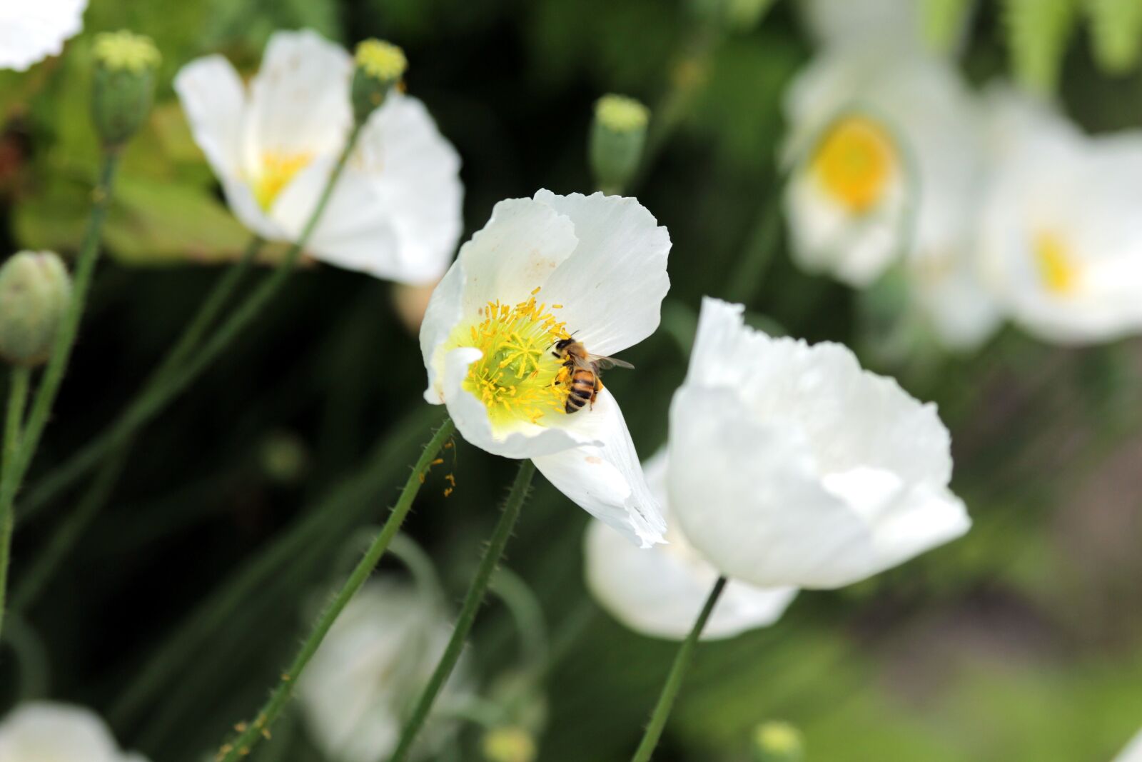 Canon EOS 650D (EOS Rebel T4i / EOS Kiss X6i) sample photo. Maki, flowers, white poppies photography