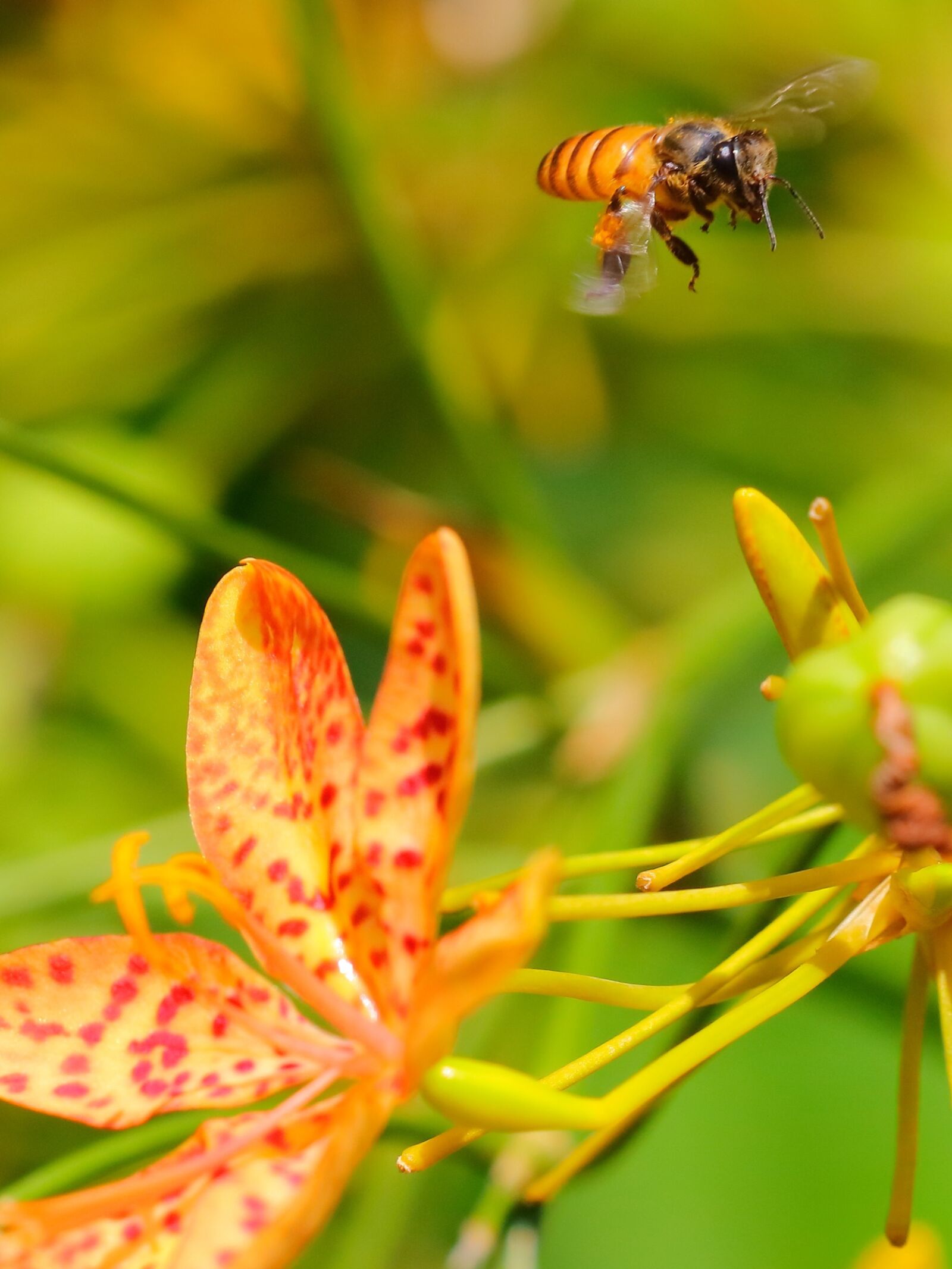 Canon EOS 5DS R + Canon EF 100-400mm F4.5-5.6L IS II USM sample photo. Insect, nature, bee photography