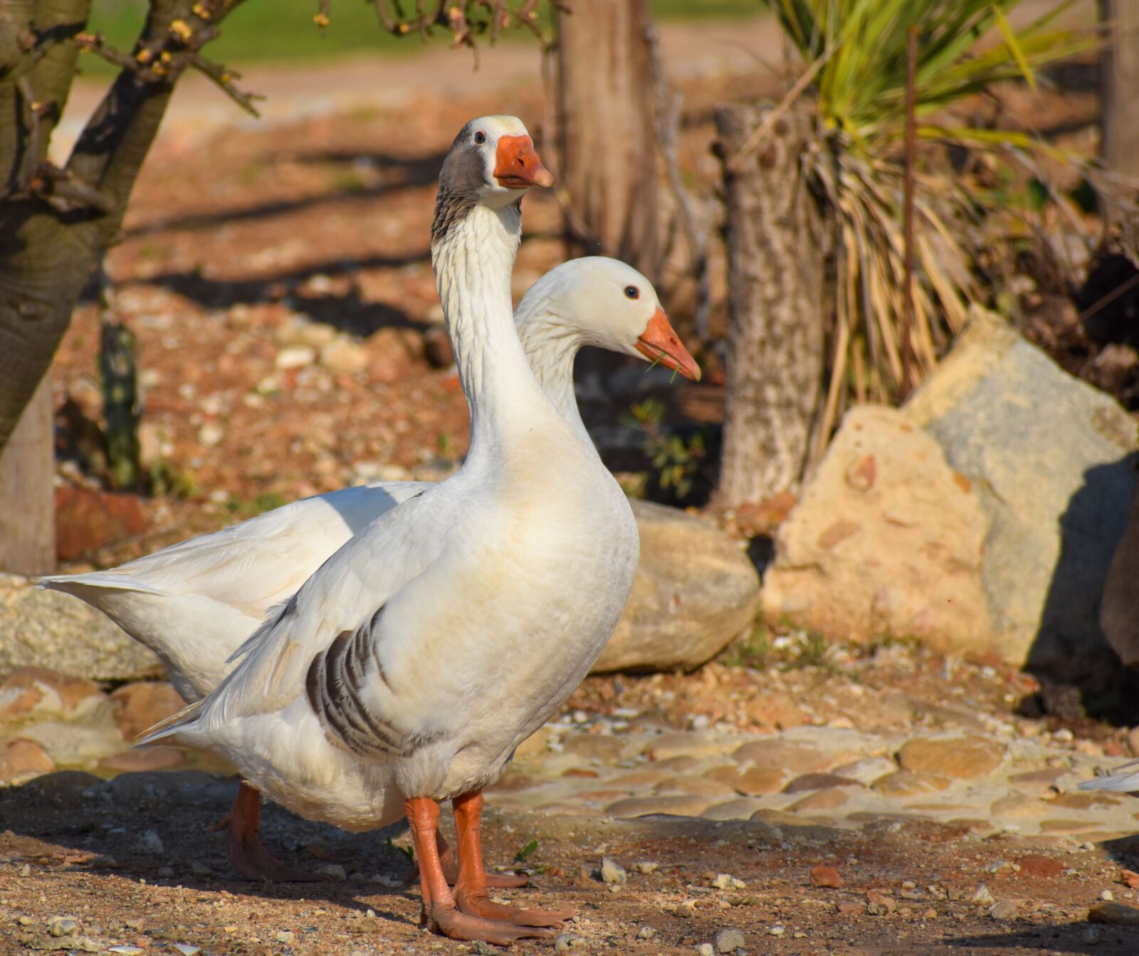 Nikon D5500 sample photo. Farm, duck, bird photography
