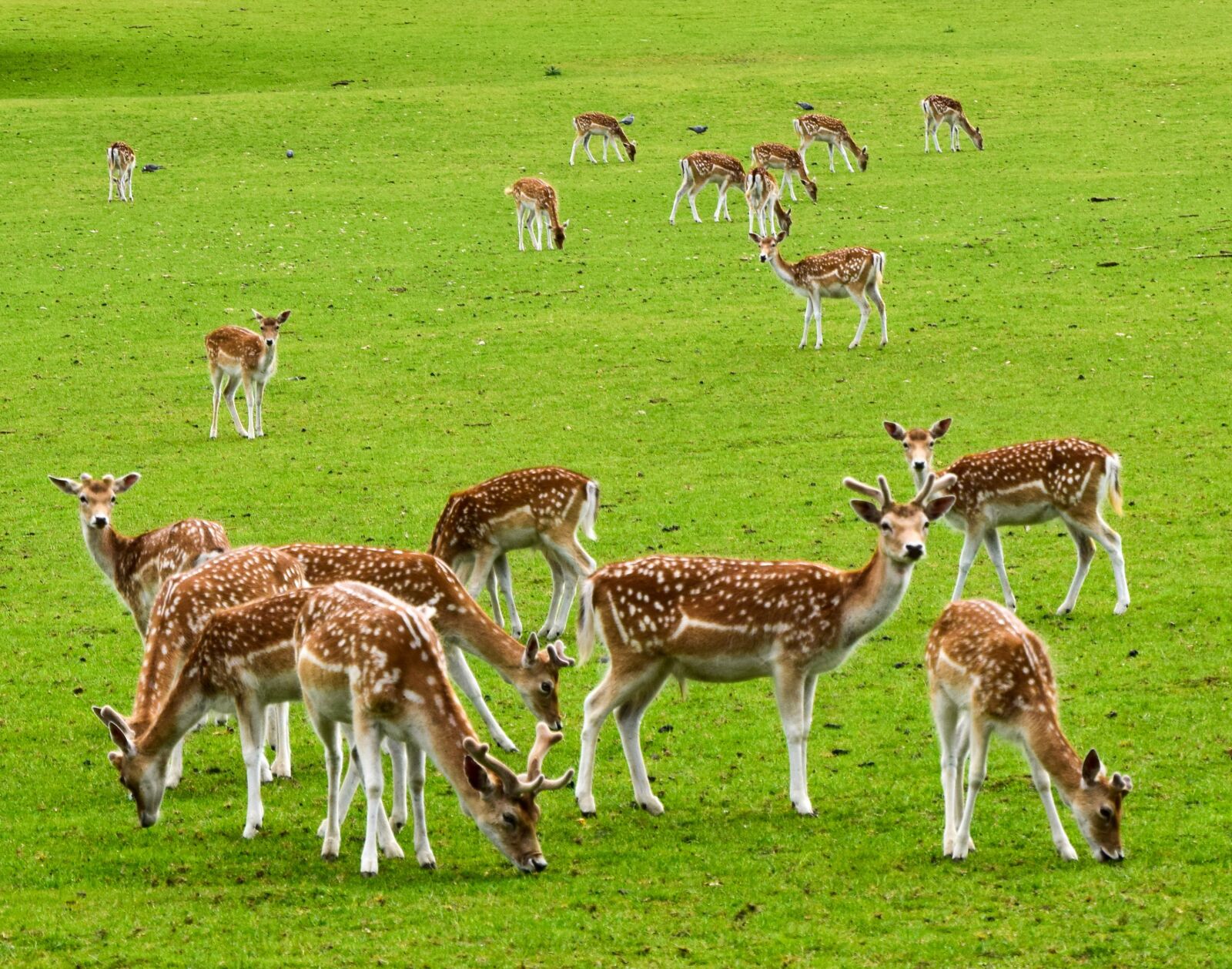 Nikon D5300 sample photo. Deer, animals, wild photography
