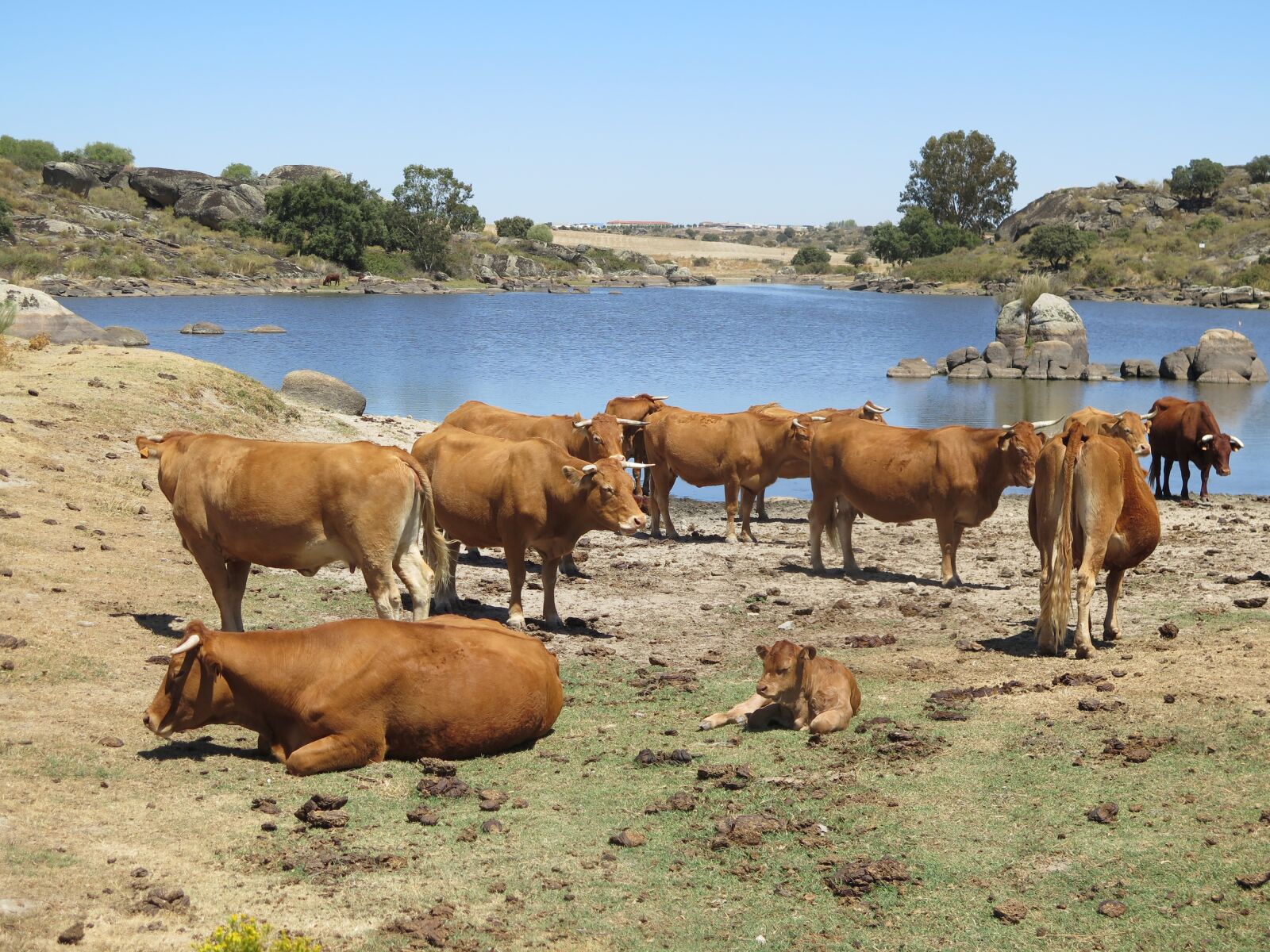 Canon PowerShot G16 sample photo. Cow, brown, livestock photography