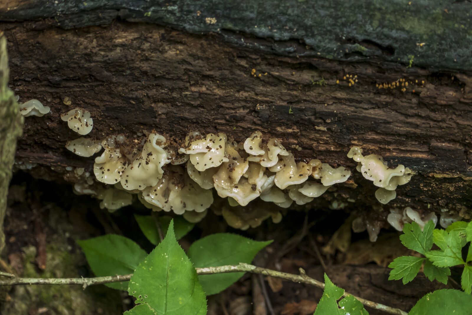 Panasonic Lumix DMC-FZ1000 sample photo. Fungus, fungi, mushroom photography