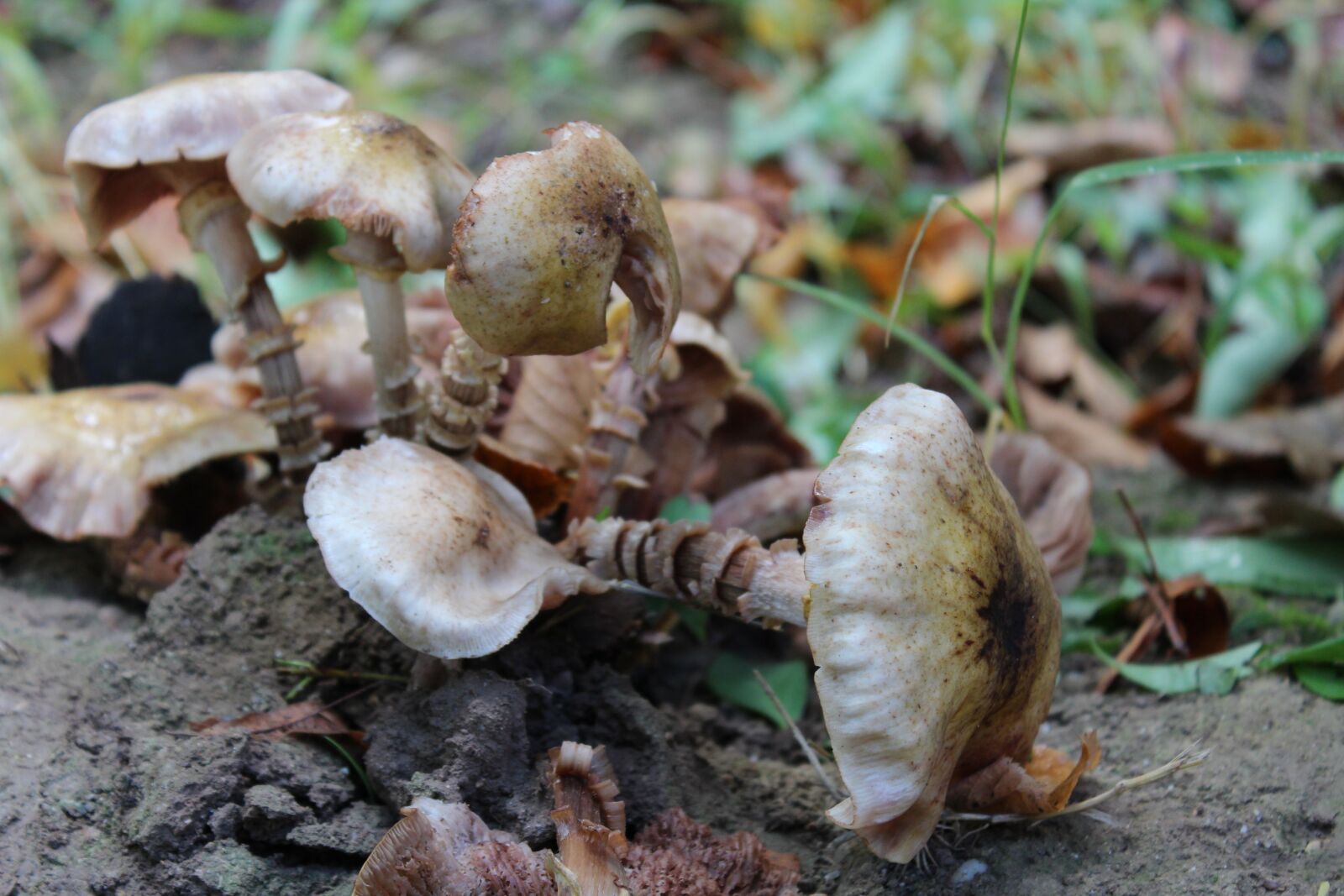 Canon EOS 600D (Rebel EOS T3i / EOS Kiss X5) sample photo. Mushroom, fungus, autumn photography