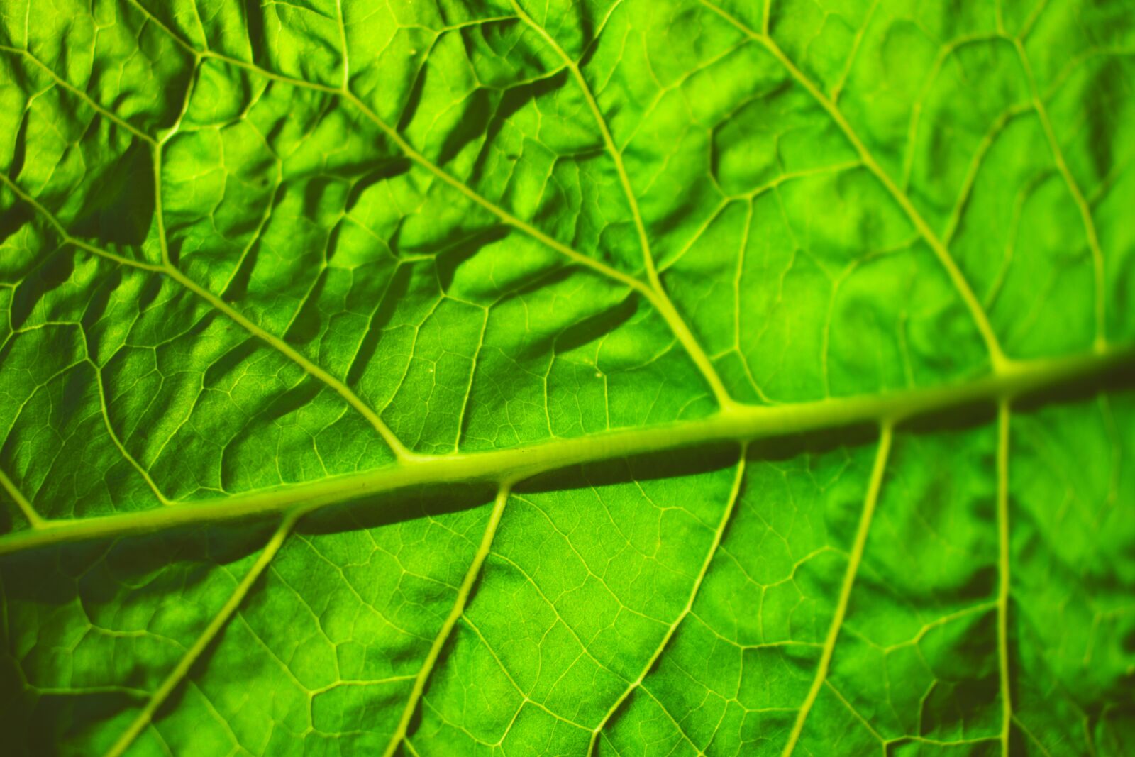 Nikon D5600 sample photo. Leaf, green, macro photography