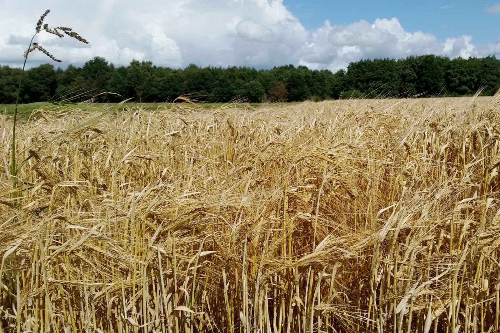 Samsung Galaxy S5 sample photo. Corn, summer, agriculture photography