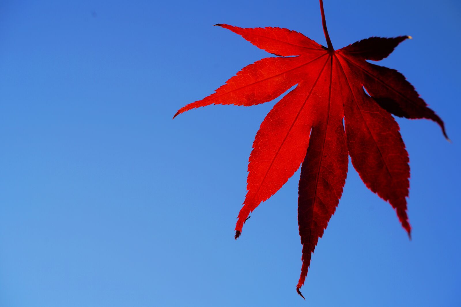 Sony a7R II sample photo. Fall foliage, herb tf photography