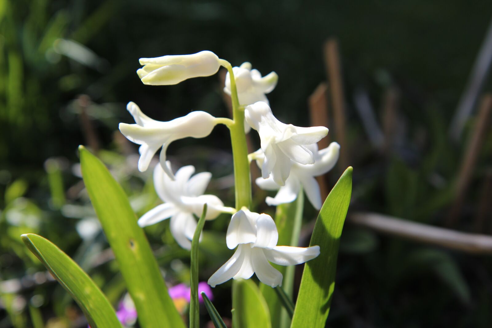 Canon EOS 600D (Rebel EOS T3i / EOS Kiss X5) sample photo. Hyacinth, hyacinth white, wild photography