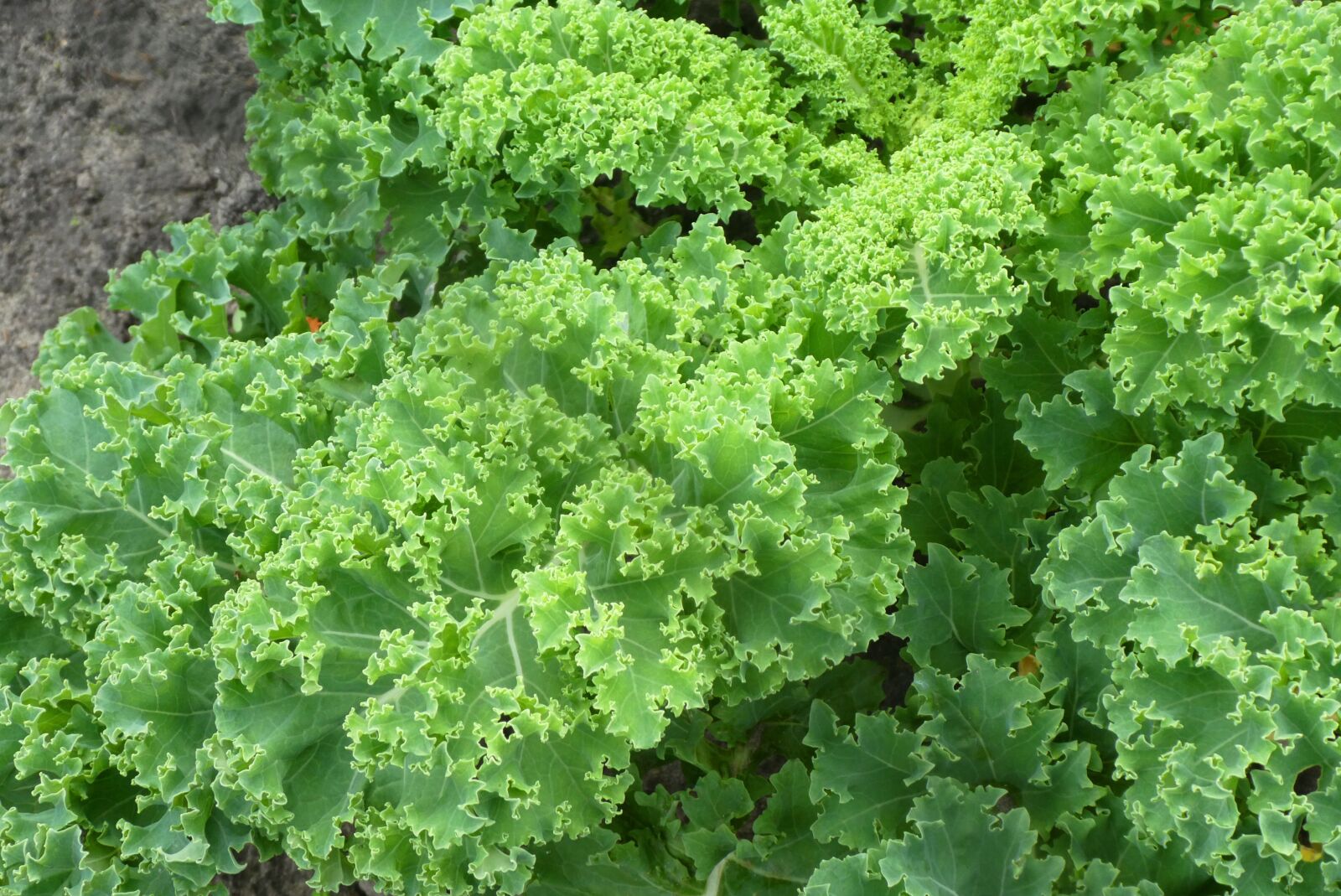 Panasonic Lumix DC-ZS70 (Lumix DC-TZ90) sample photo. Kale, vegetable, garden photography