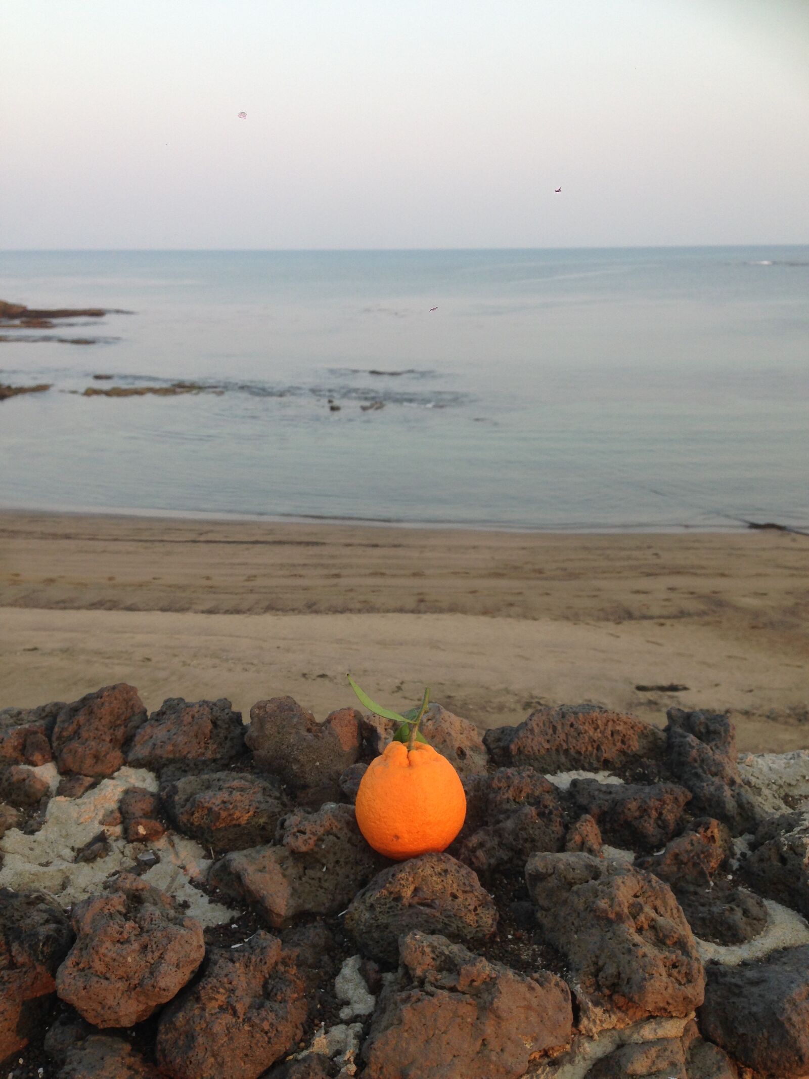iPhone 5 back camera 4.12mm f/2.4 sample photo. Jeju, hallabong, jeju hallabong photography