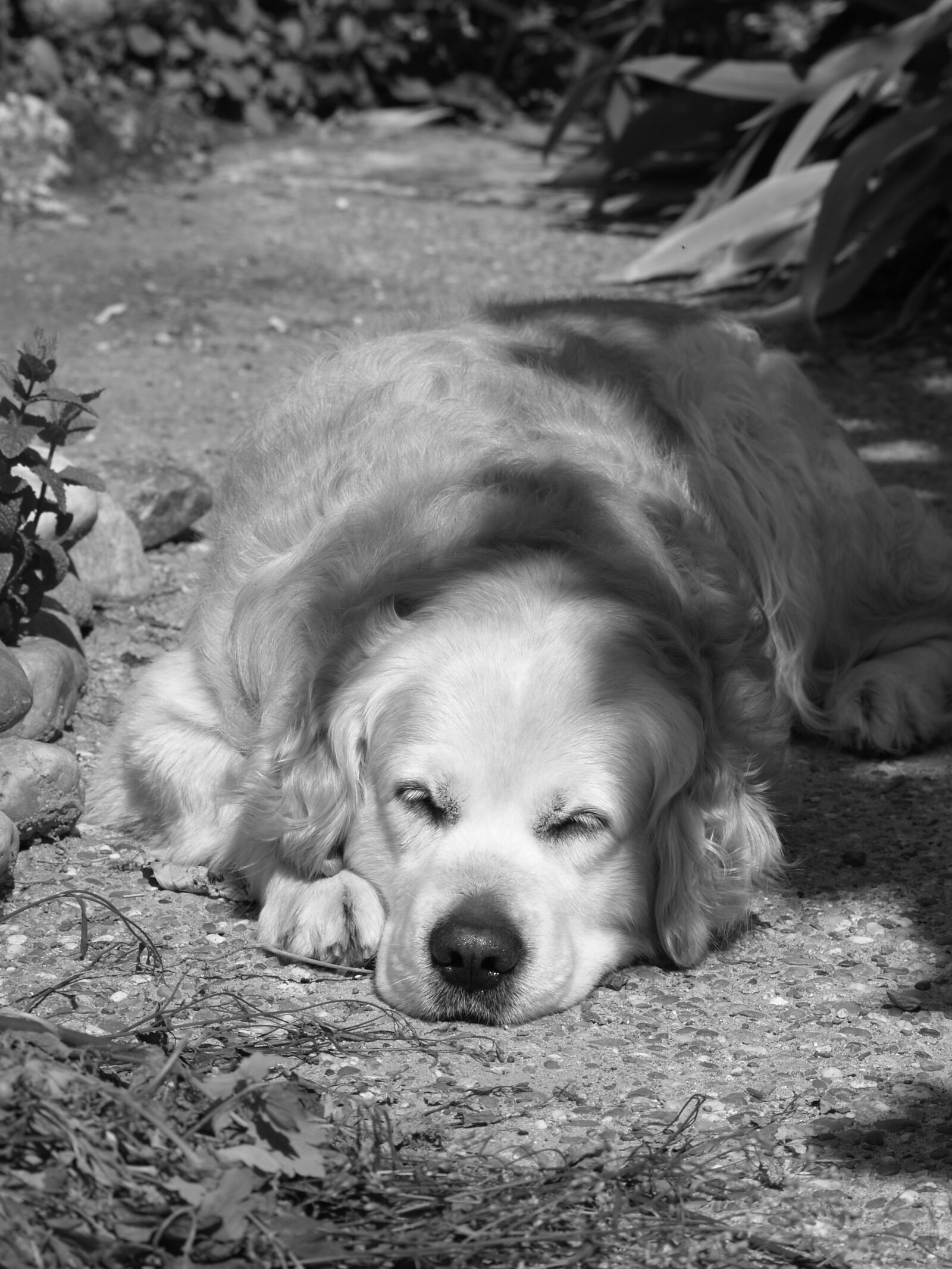 Olympus E-300 (EVOLT E-300) sample photo. Dog, golden, golden retriever photography