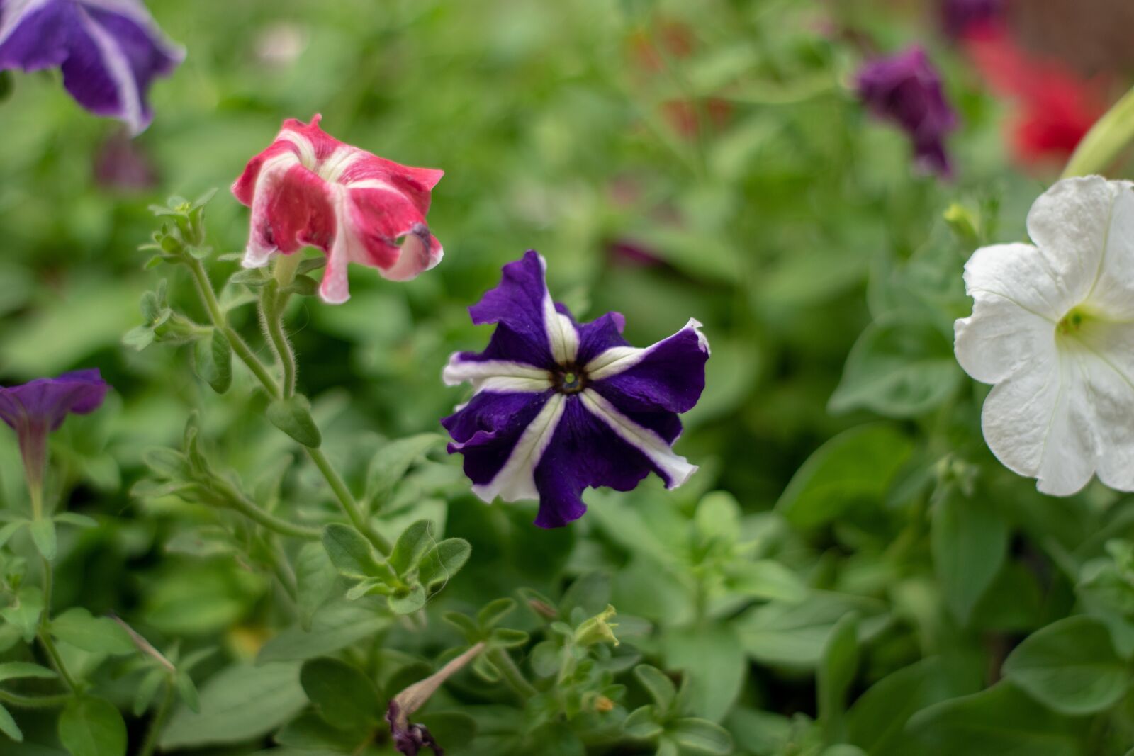 Nikon D3500 sample photo. Flower, green, color photography