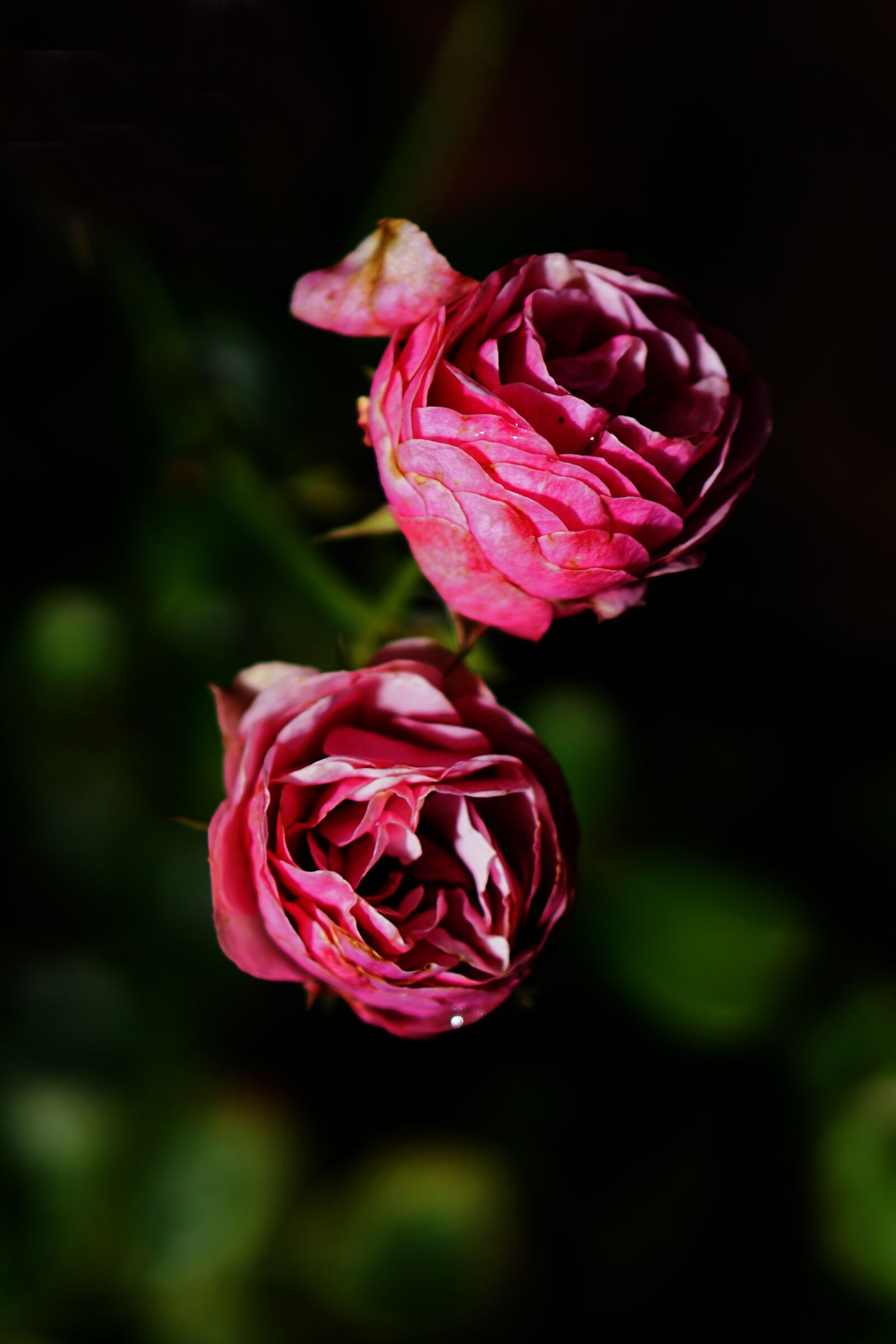 E 50mm F1.8 OSS sample photo. Pink, rose, flower photography