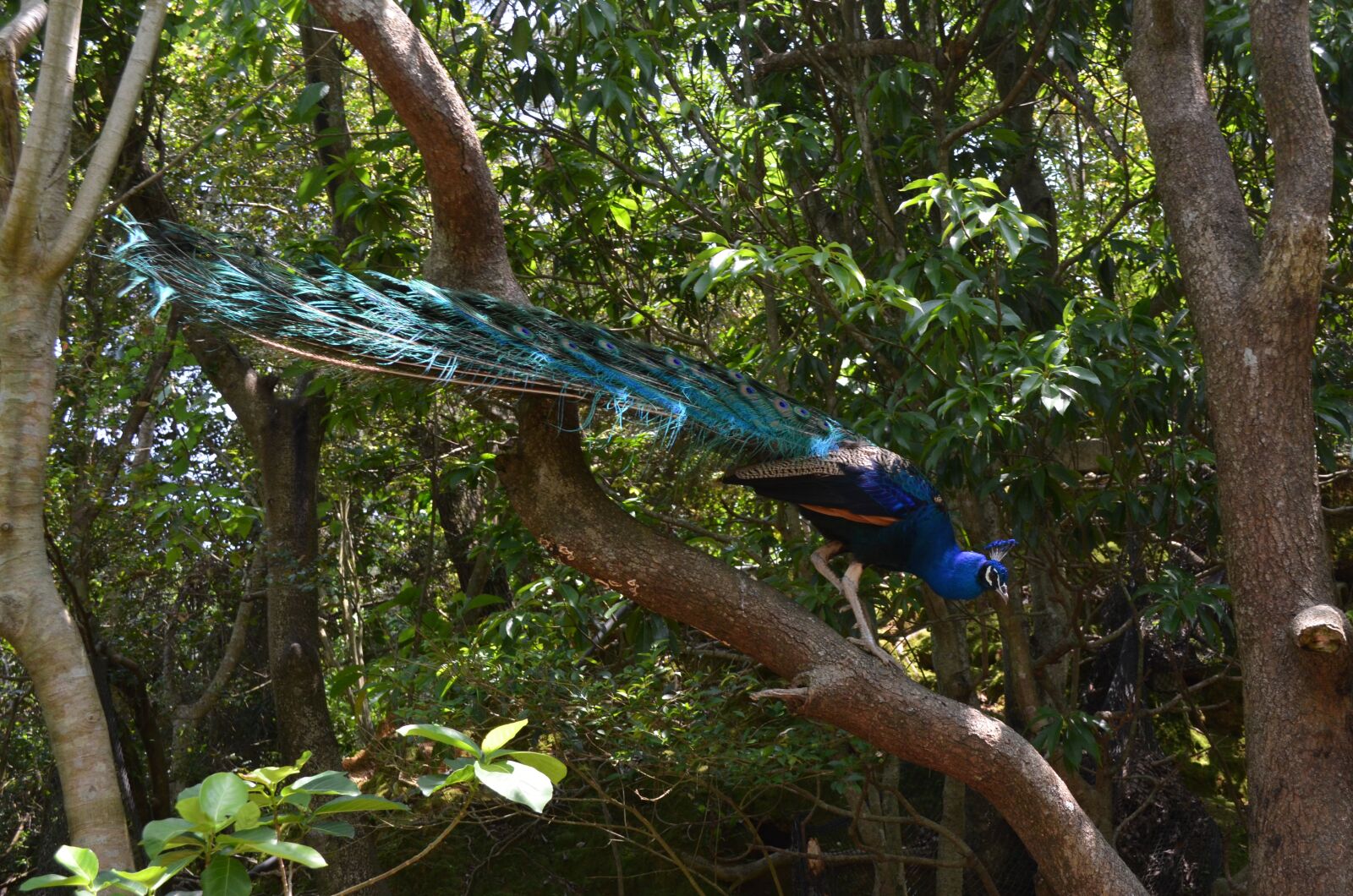 Nikon D5100 sample photo. Peacock, more perverse, animal photography
