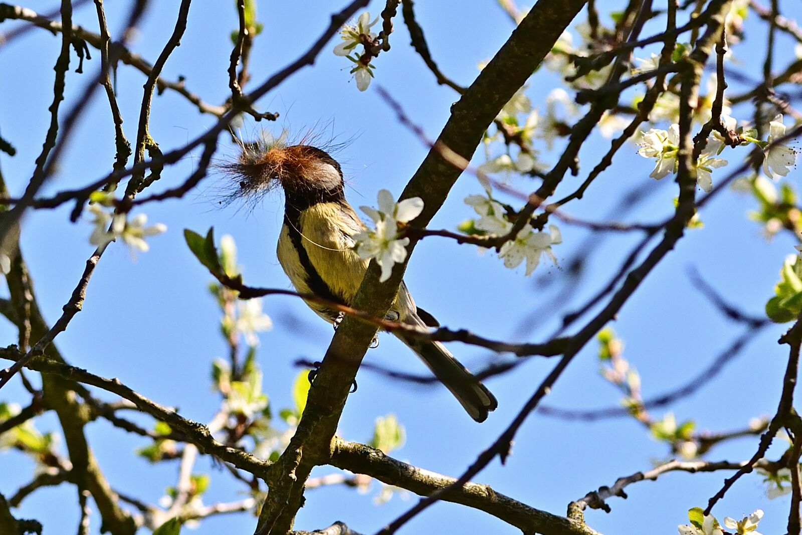 Nikon D5200 sample photo. Garden, tit, songbird photography