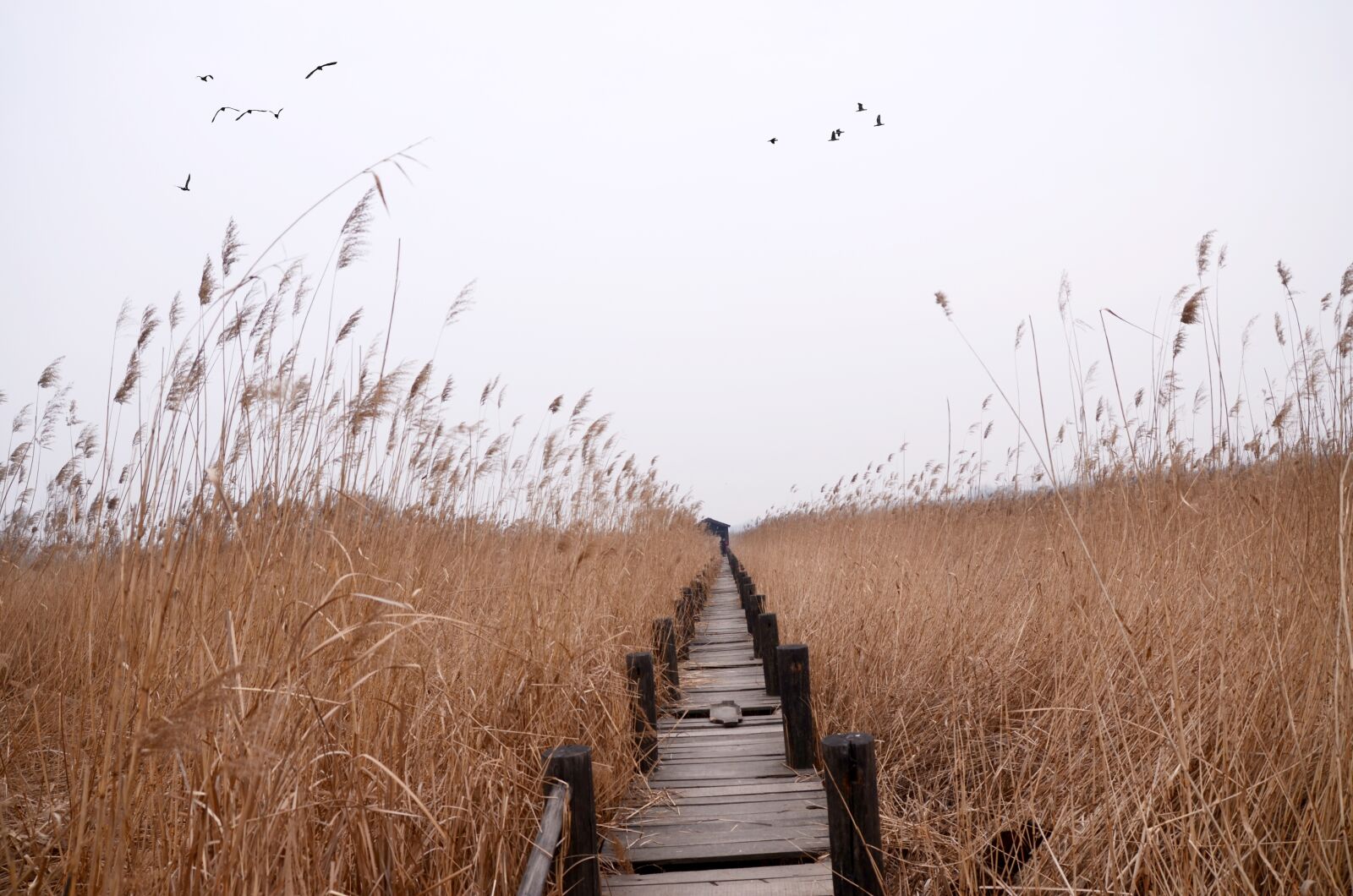 Nikon D7000 sample photo. Chen bridge, the yellow photography