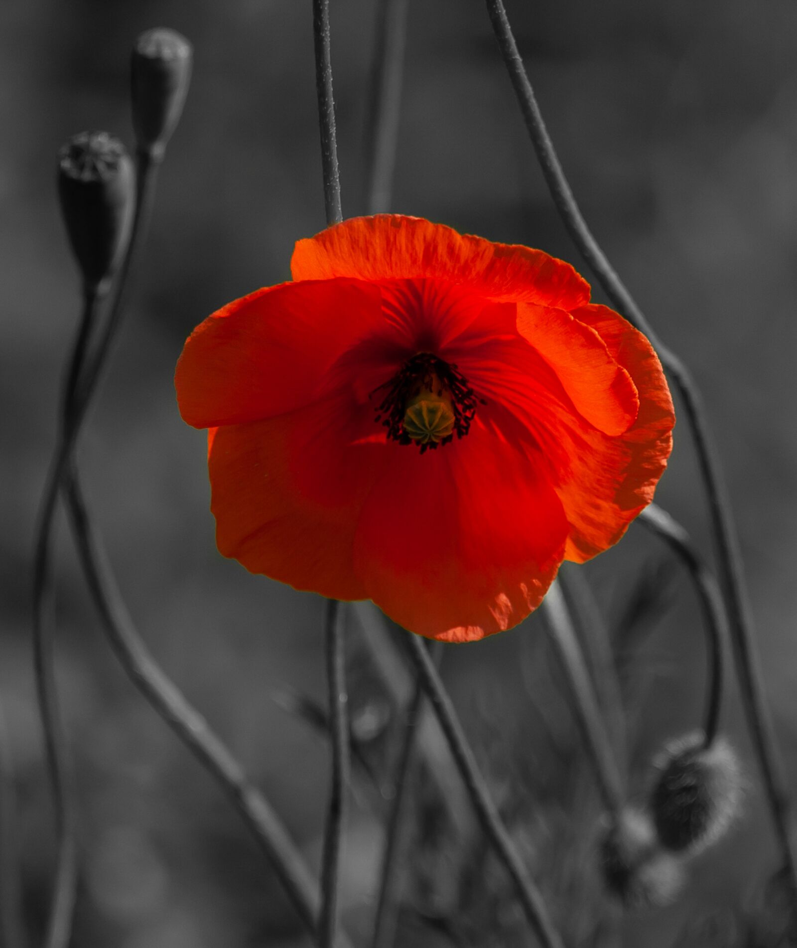 Canon EF 70-200mm F4L USM sample photo. Poppy, red, red poppy photography