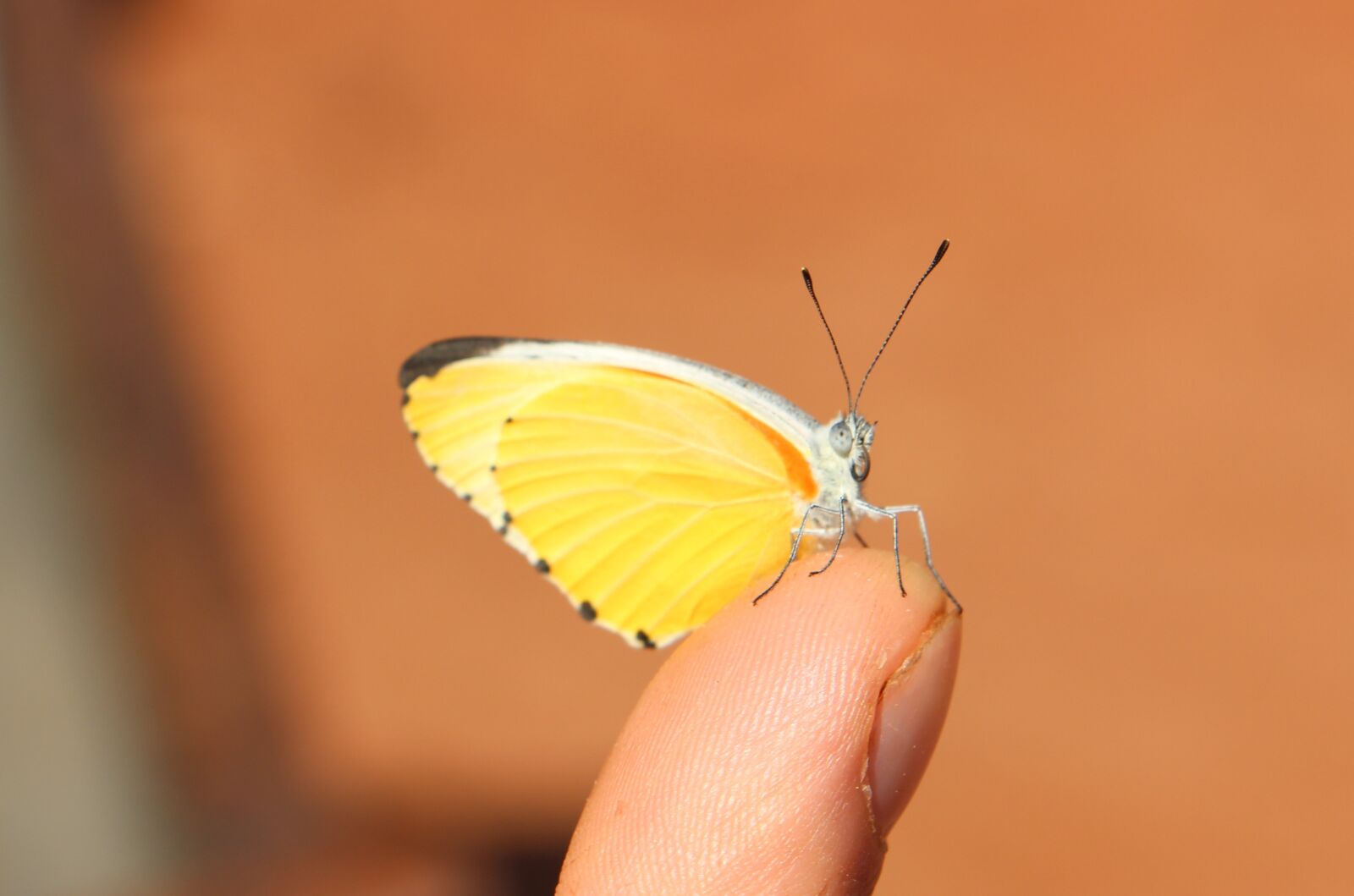 Canon EOS 700D (EOS Rebel T5i / EOS Kiss X7i) sample photo. Butterfly, yellow, insect photography