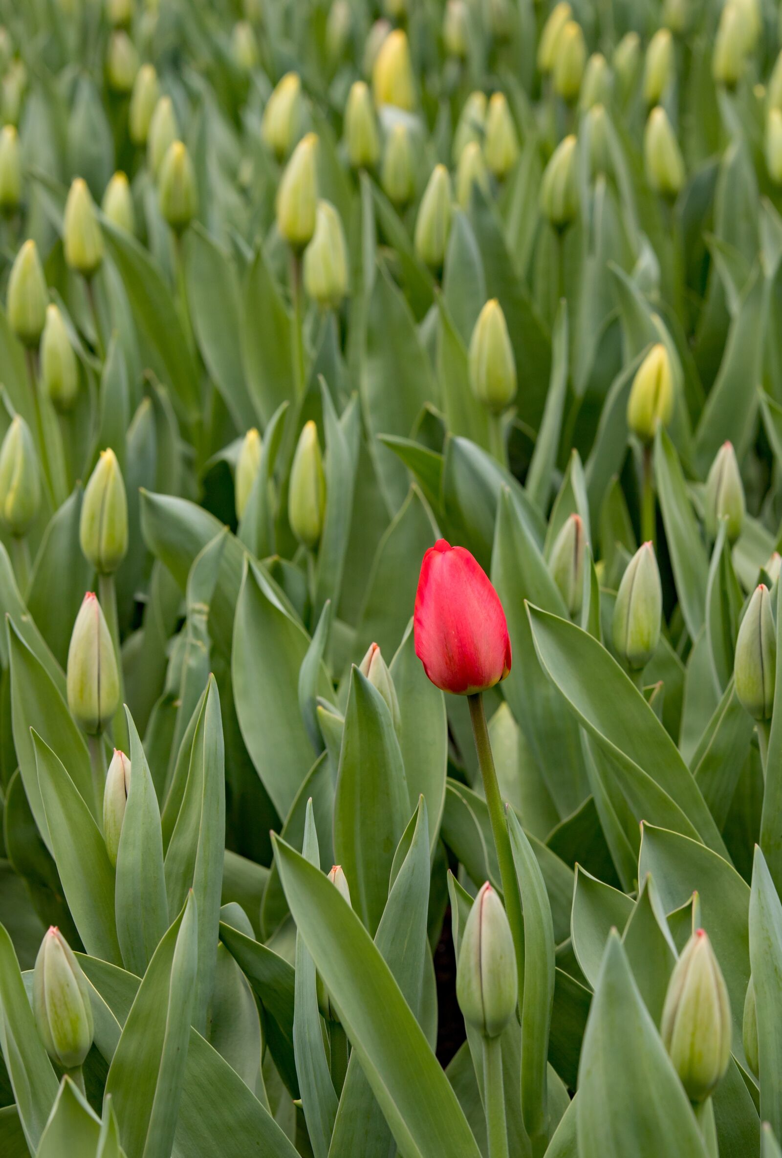 Canon EOS 6D Mark II sample photo. Keukenhof, lisse, tulips photography