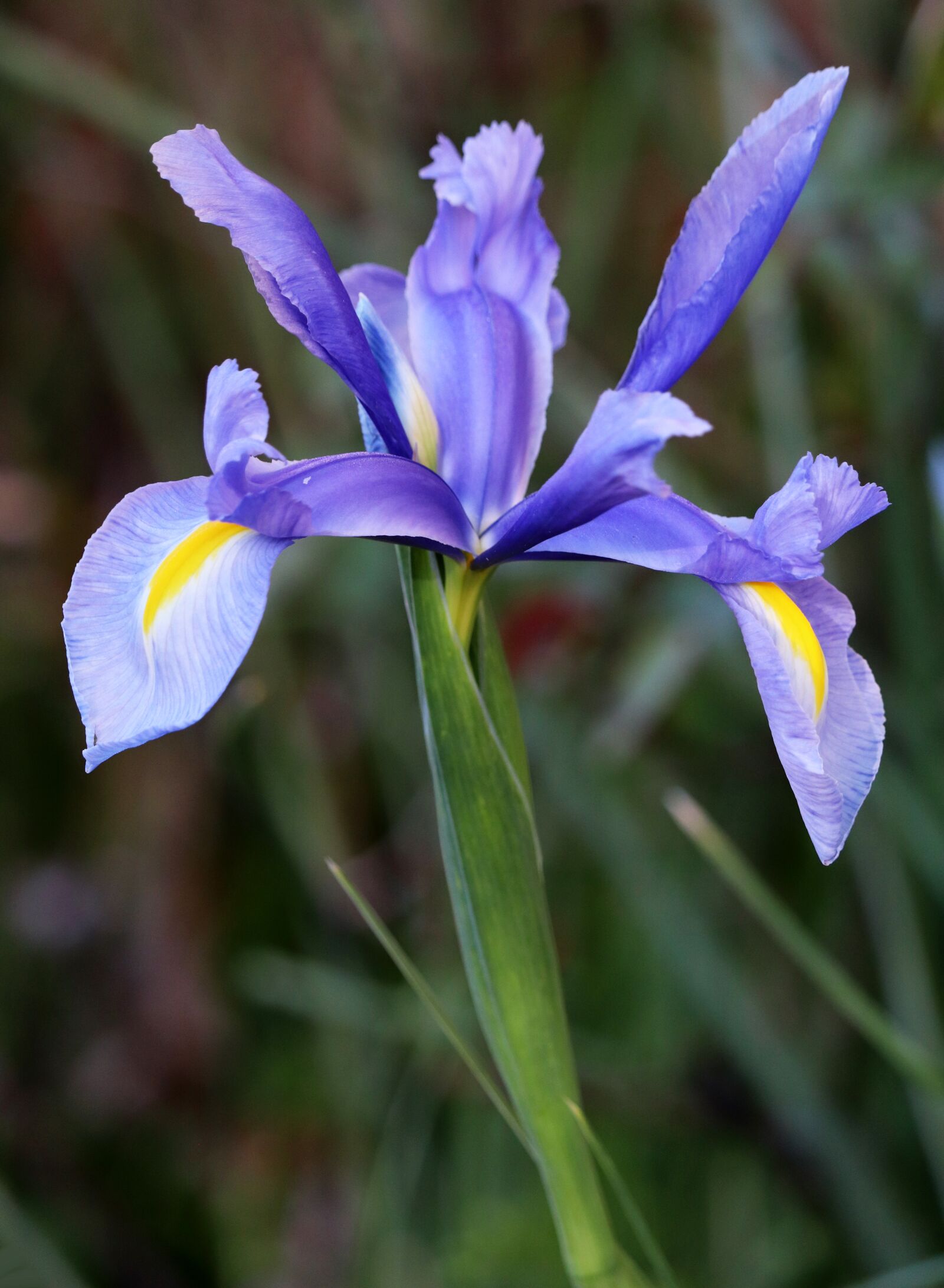 Canon EOS 800D (EOS Rebel T7i / EOS Kiss X9i) sample photo. Flower, blue, iris photography