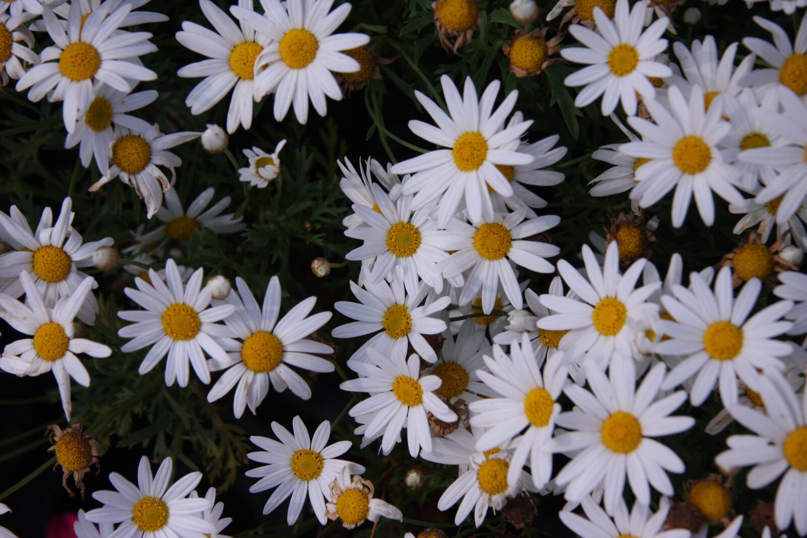 Canon EOS 40D sample photo. Flowers in white, flowers photography