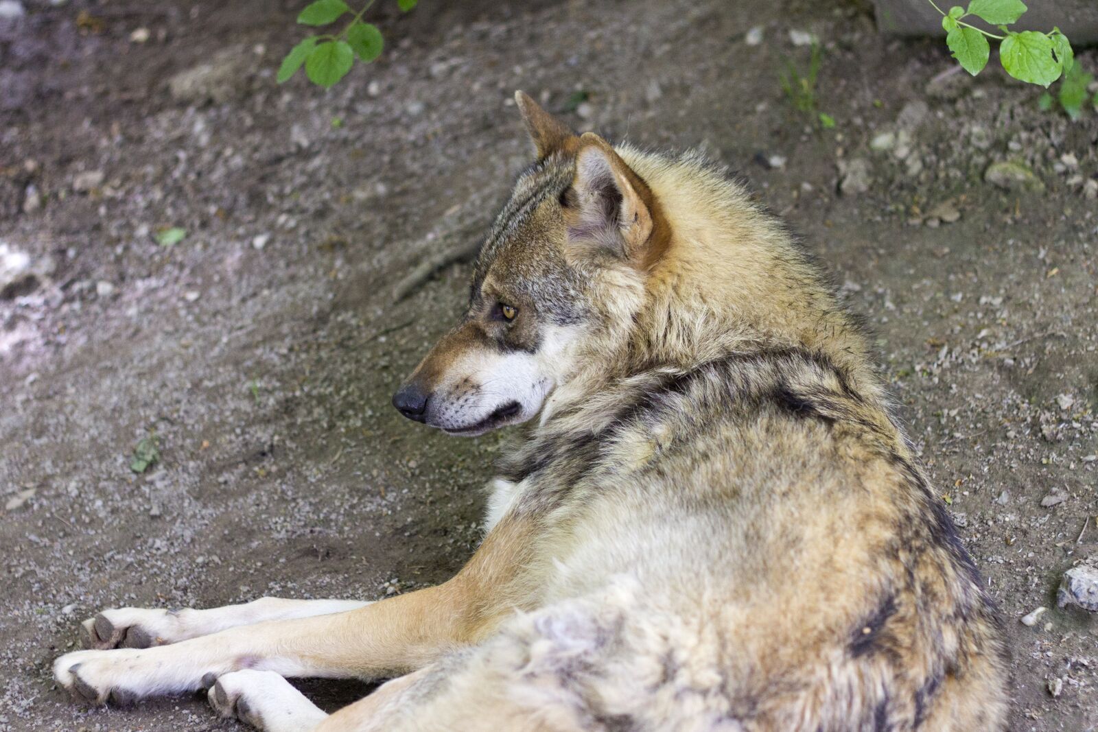 Canon EOS 60D + Canon EF 50mm F1.8 II sample photo. Wolf, canis lupus, european photography