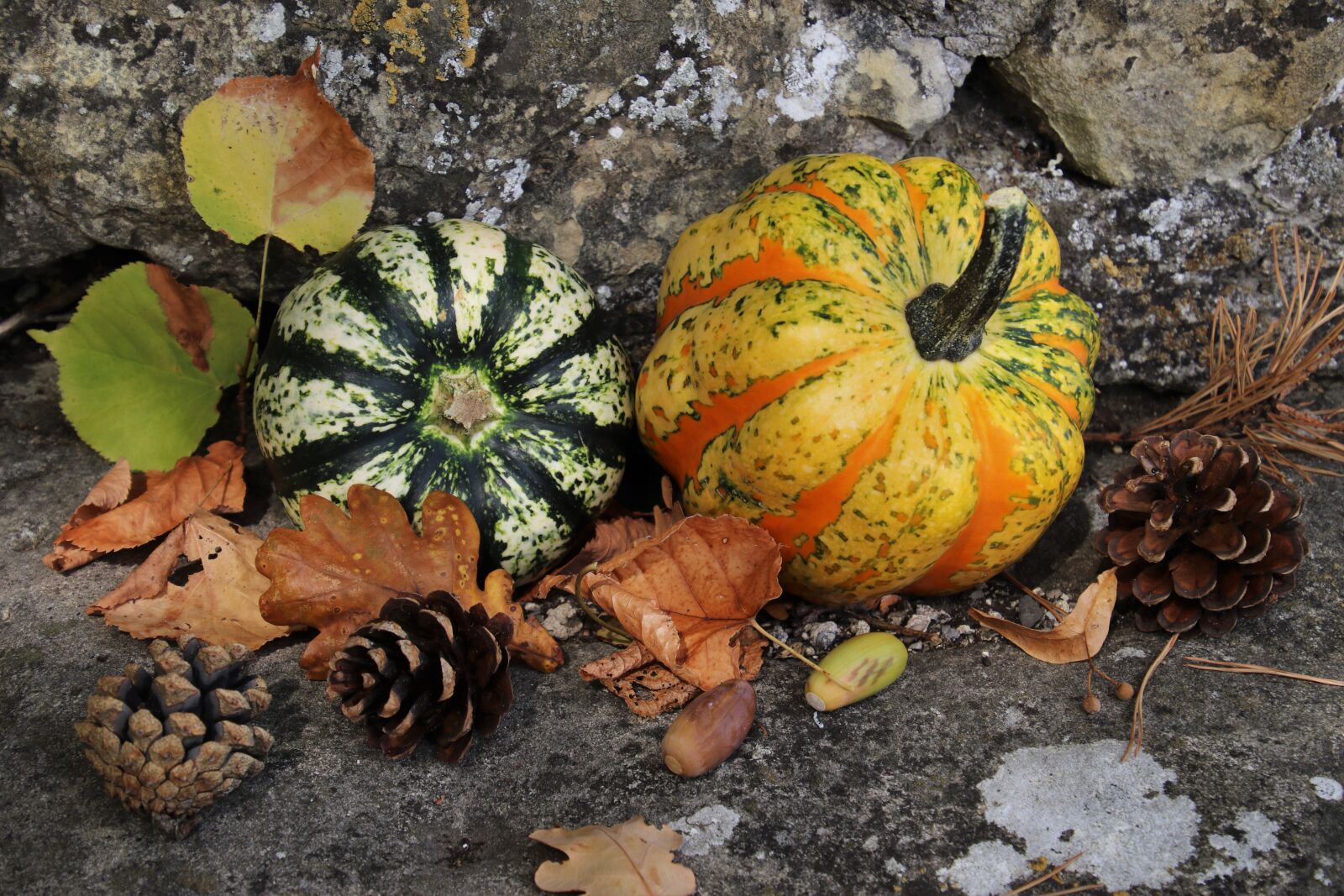 Canon EOS 80D sample photo. Pumpkins, autumn, yellow photography