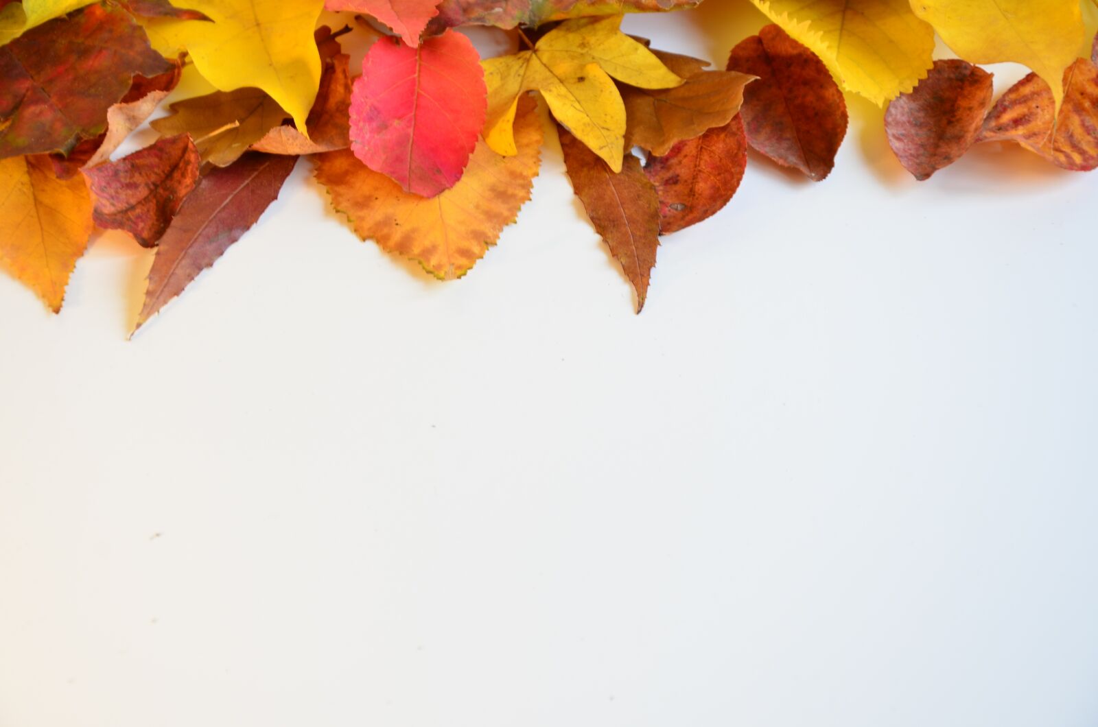 Nikon D7000 sample photo. Fall, leaf, nature photography