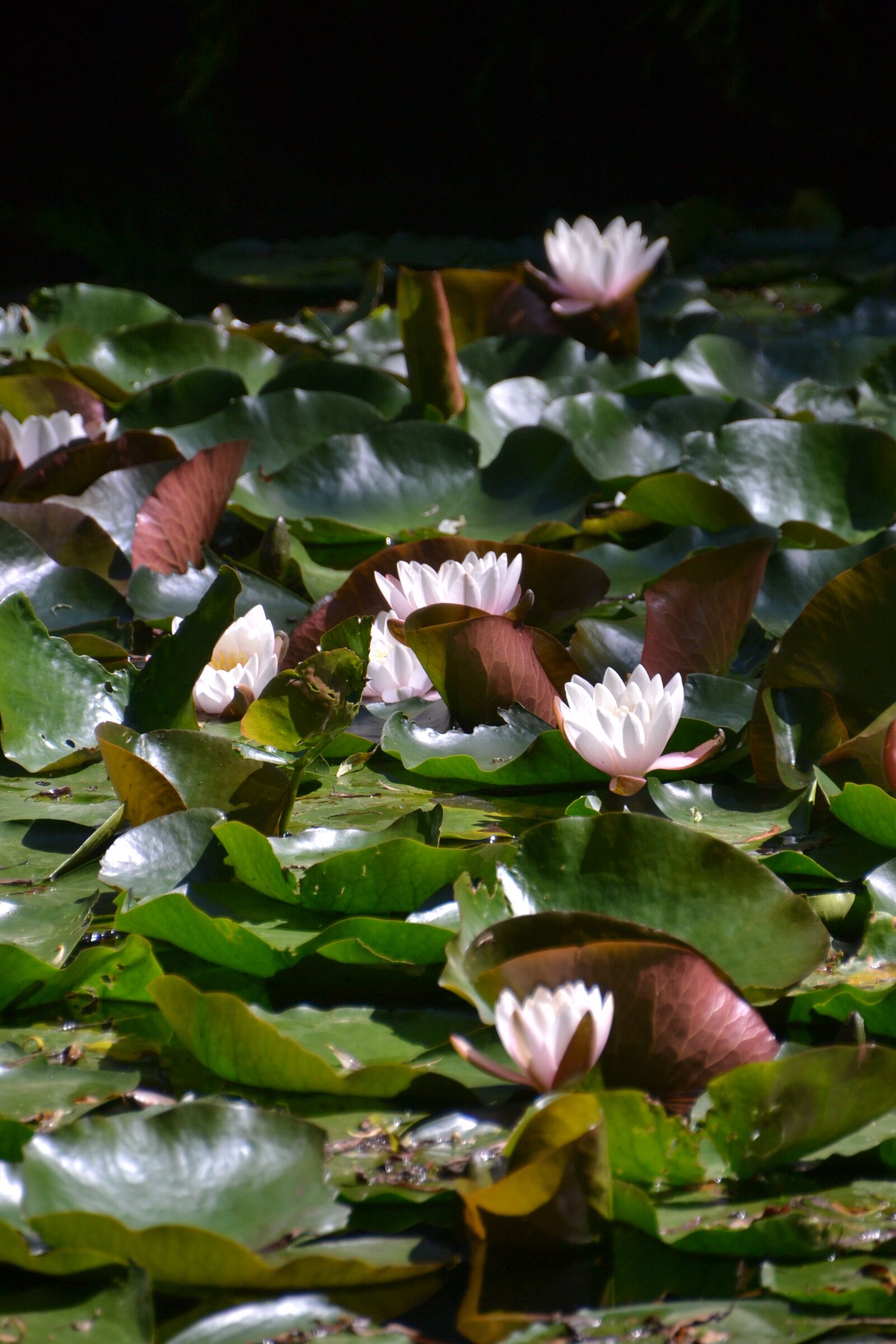Nikon D3100 sample photo. Water lily, flower, bloom photography