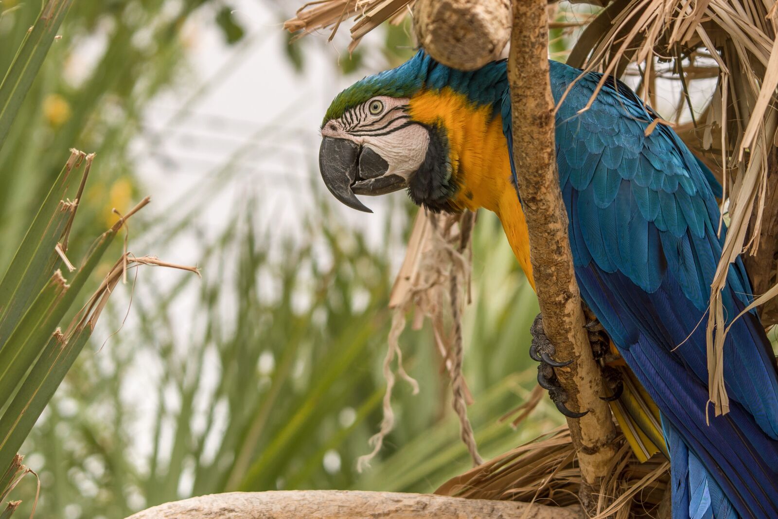 Nikon D3200 sample photo. Bird, parrot, wildlife photography