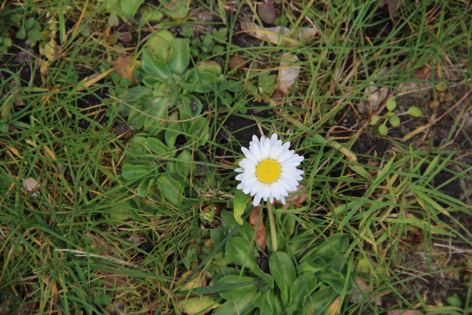 Canon EOS 600D (Rebel EOS T3i / EOS Kiss X5) sample photo. Flower, nature, plant photography