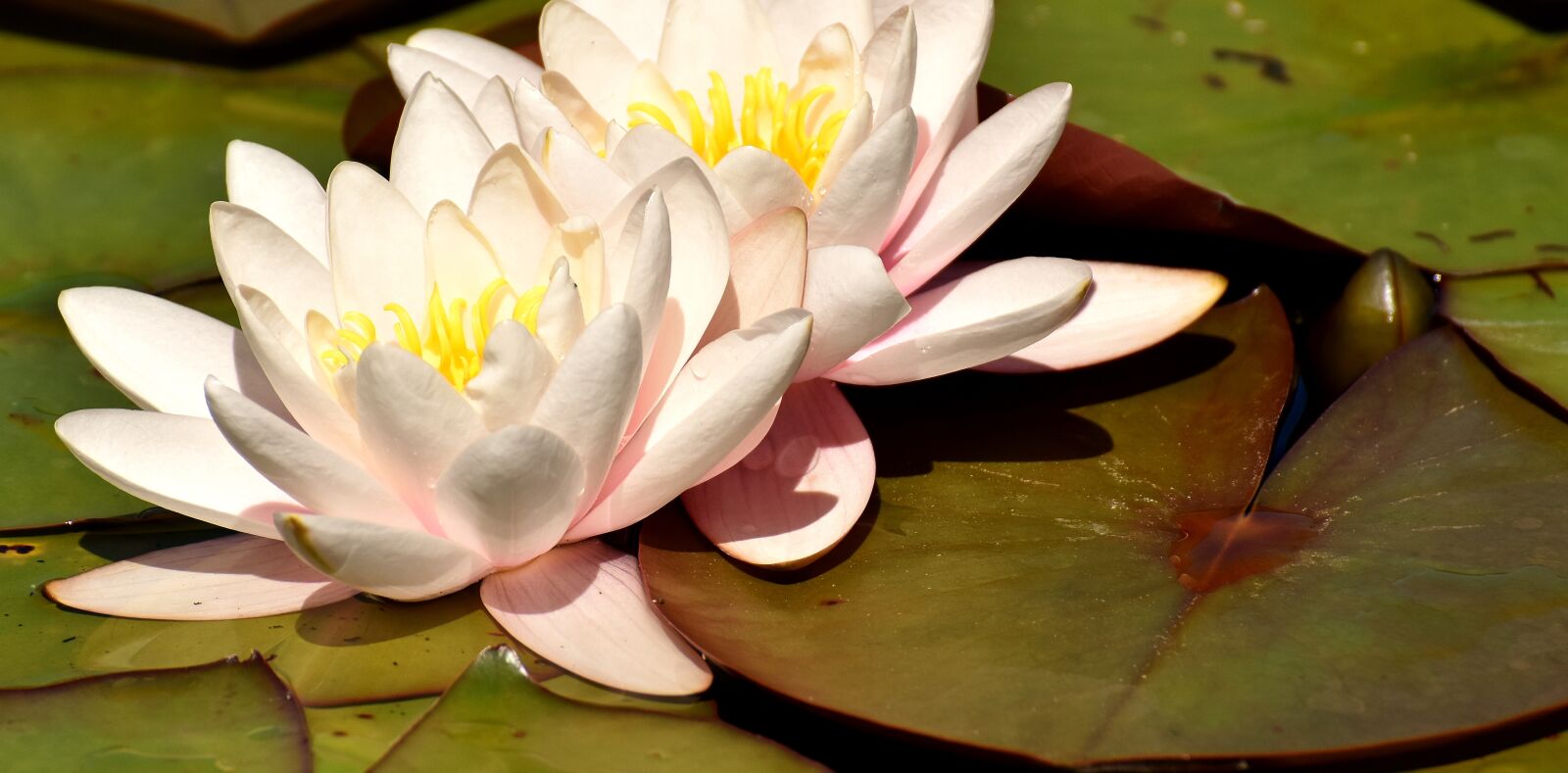 Nikon D7200 sample photo. Water lily, flower, water photography