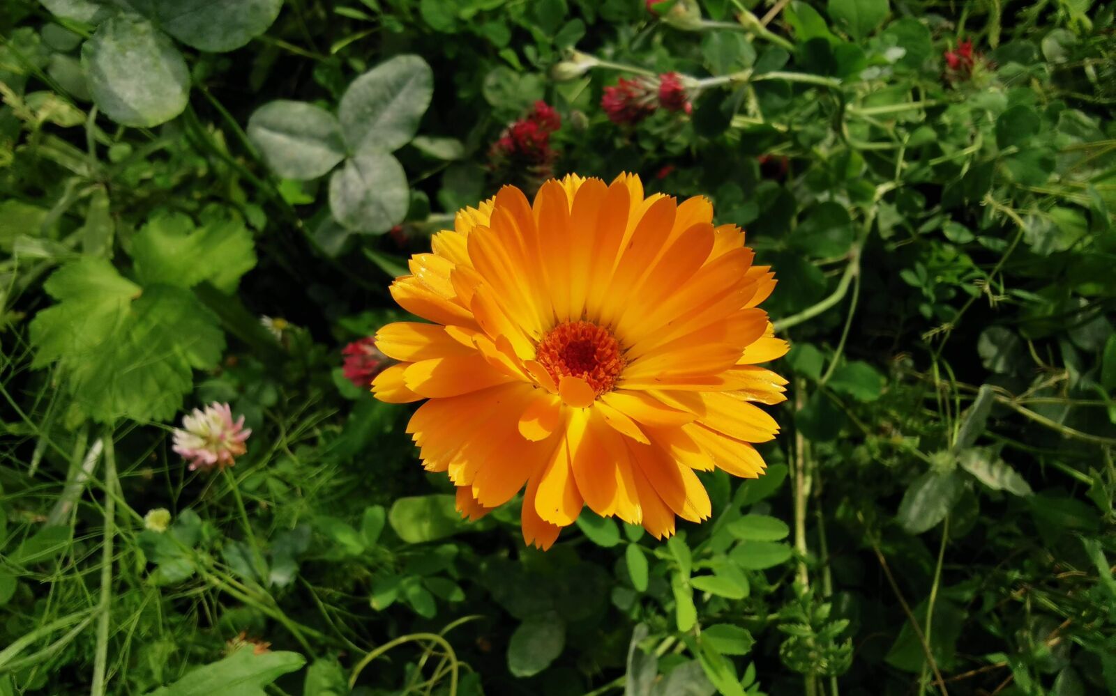HUAWEI P30 sample photo. Flower, gerbera, nature photography