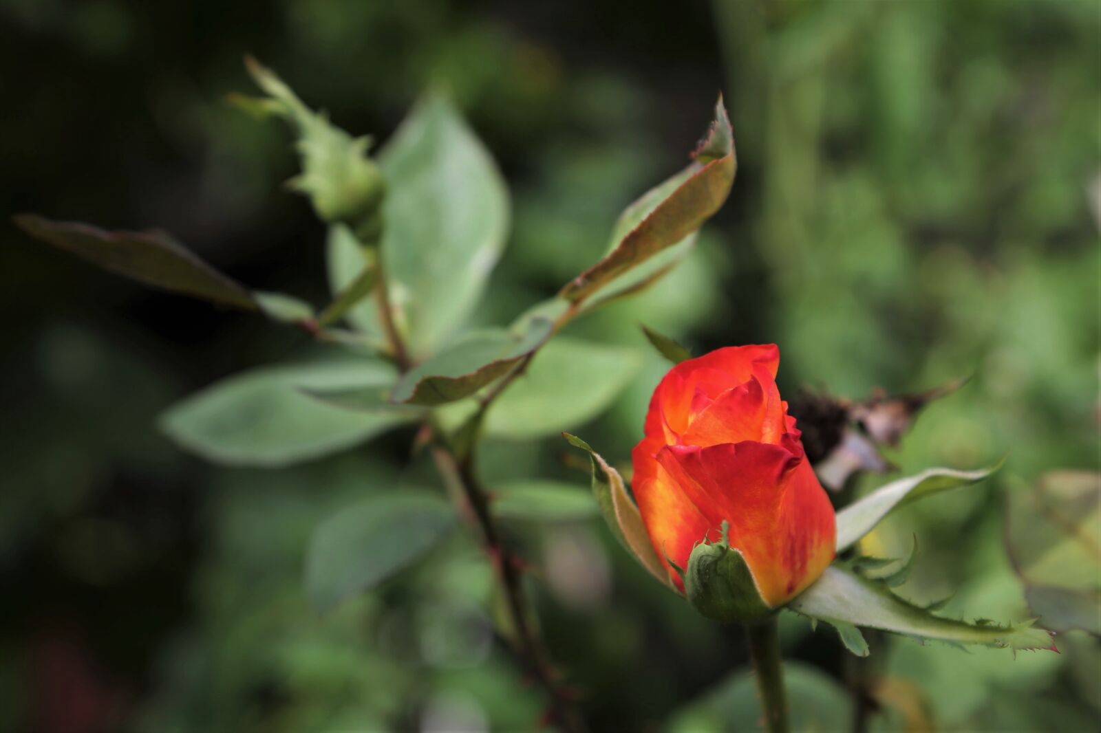 Canon EOS 6D + Canon EF 24-105mm F4L IS USM sample photo. Red yellow rose, alinka photography