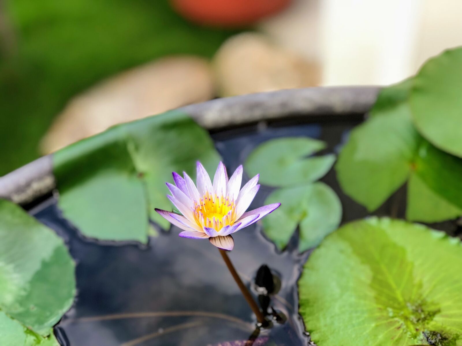 iPhone 8 Plus back dual camera 6.6mm f/2.8 sample photo. Compact, cuteness, pool photography