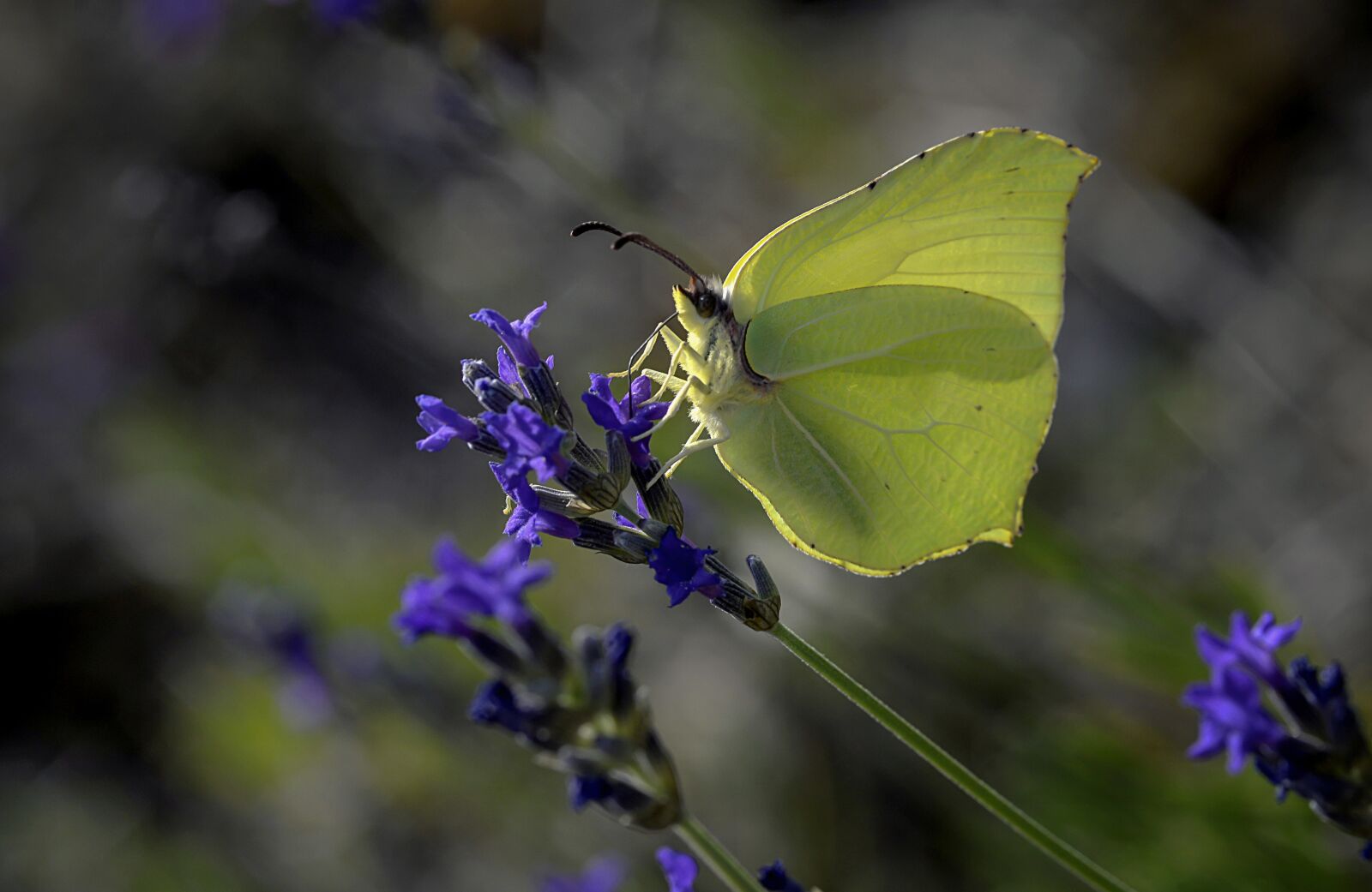 Nikon D610 sample photo. Butterfly, wings, flight photography